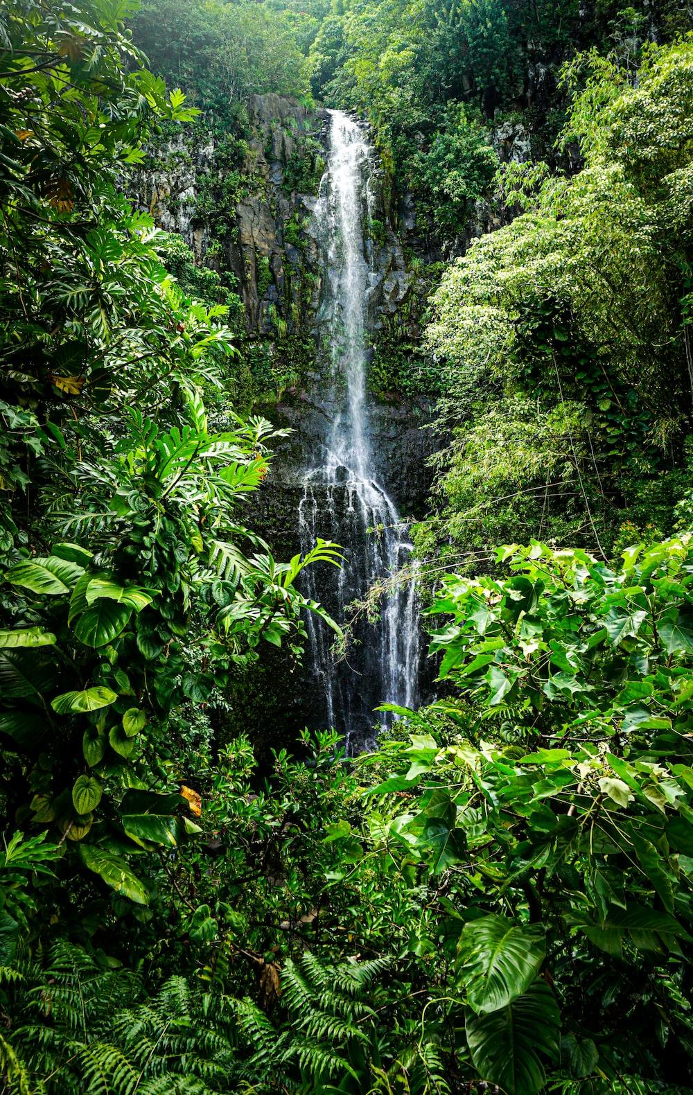 1000x1580 Stunning Rainforest Picture [HD]. Download Free Image