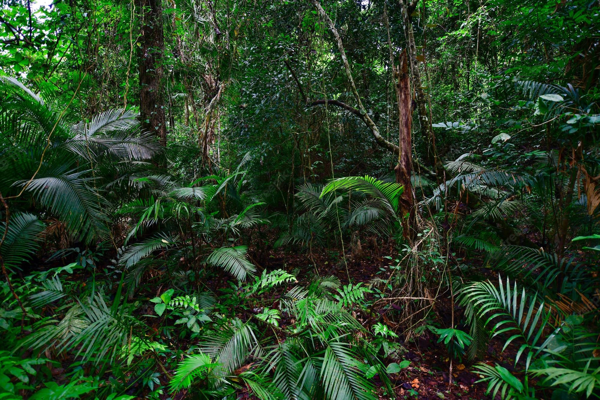 2000x1333 Premium Photo. Beautiful Landscape Nature Of Tropical Rain Forest In Thailand