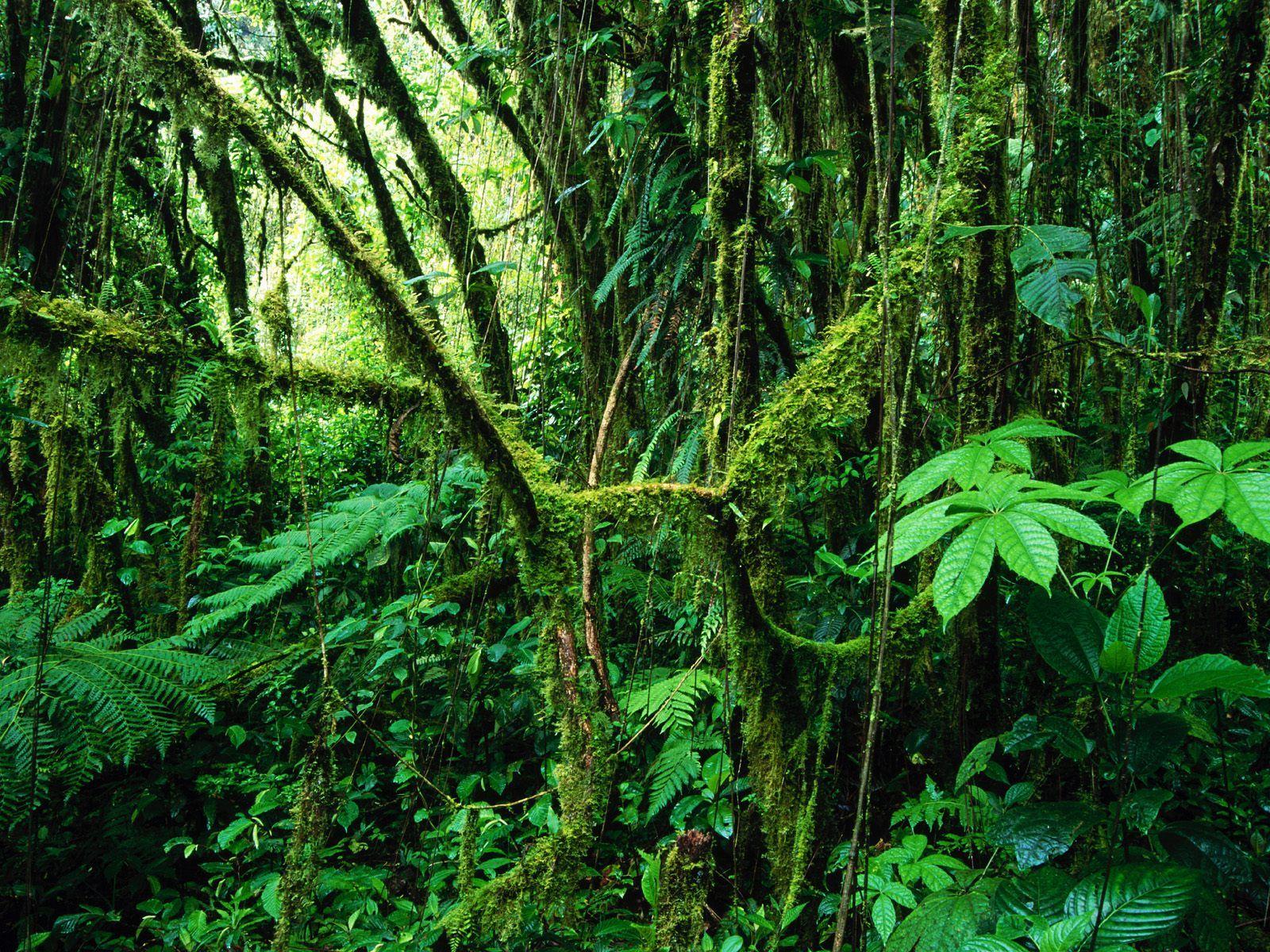 1600x1200 Rain Forest Background