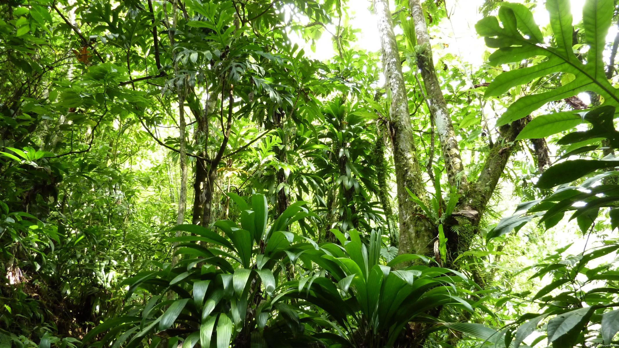 2132x1200 MLeWallpaper.com Rain Forest I