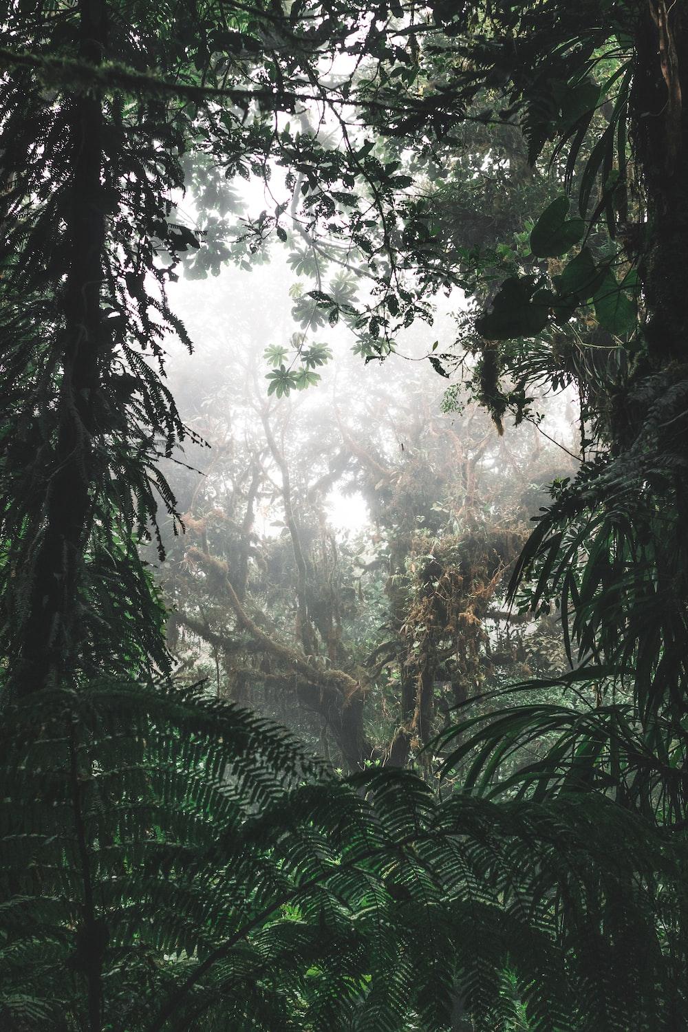 1000x1500 Stunning Rainforest Picture [HD]. Download Free Image