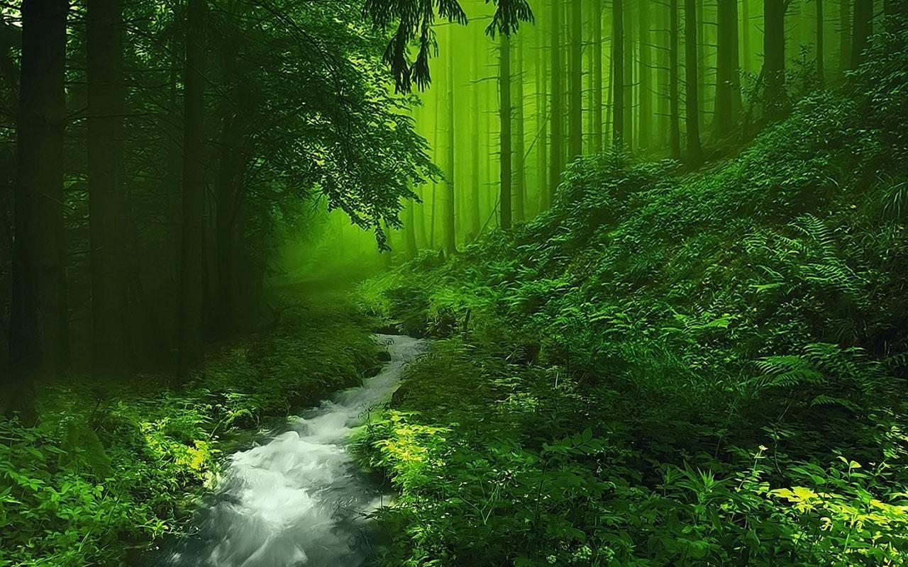 1280x800 Forest Wallpaper