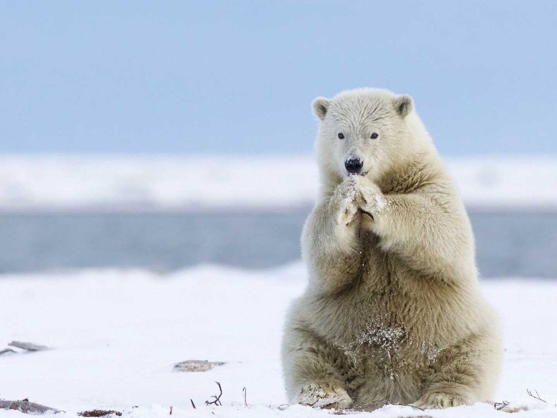 1920x1440 Animals Of Greenland White Polar Bear Heating Of Cold Feet Desktop Wallpaper Full Screen :