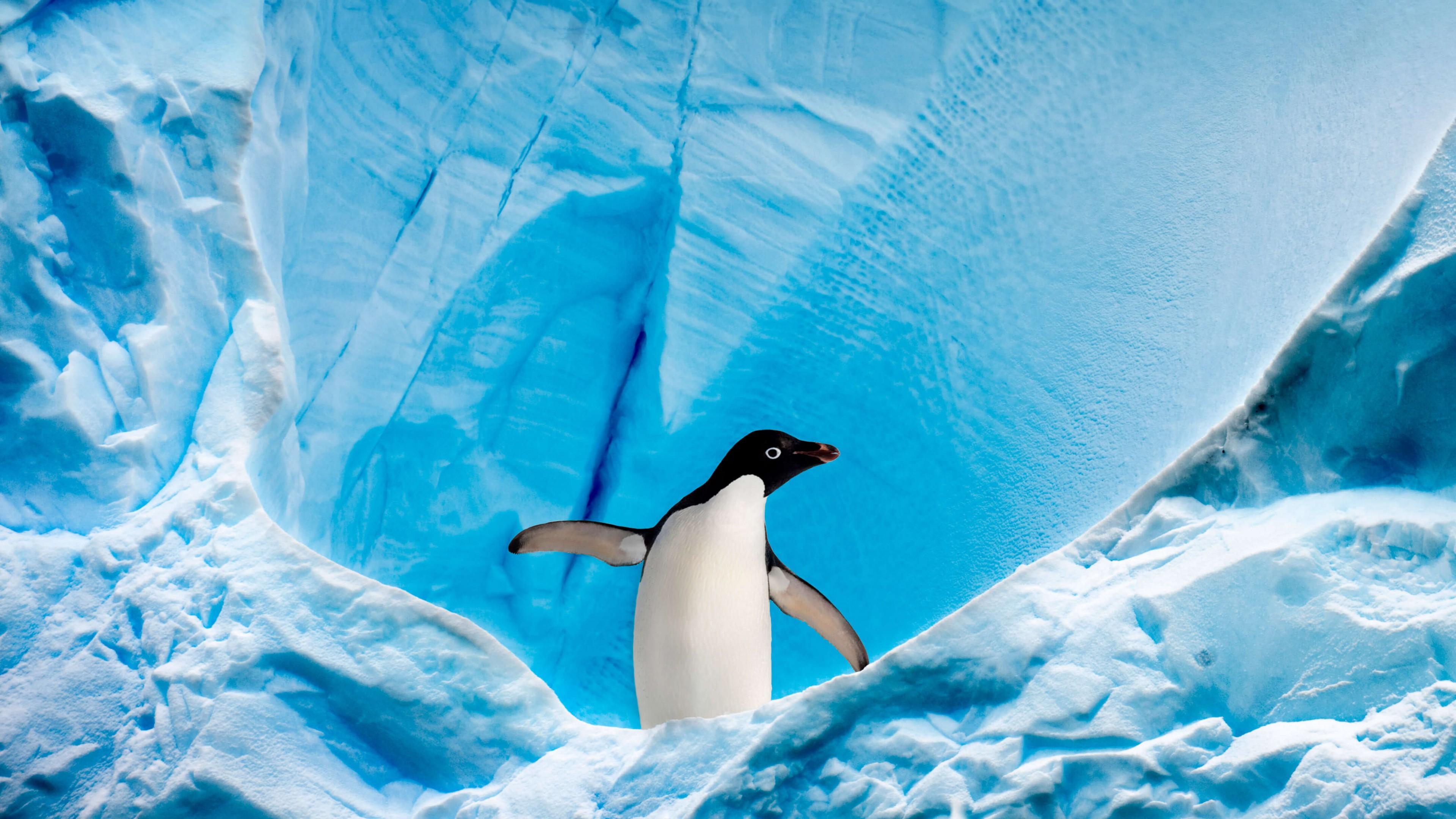 3840x2160 Wallpaper penguin, glacier, ice, winter, 4K, Animals