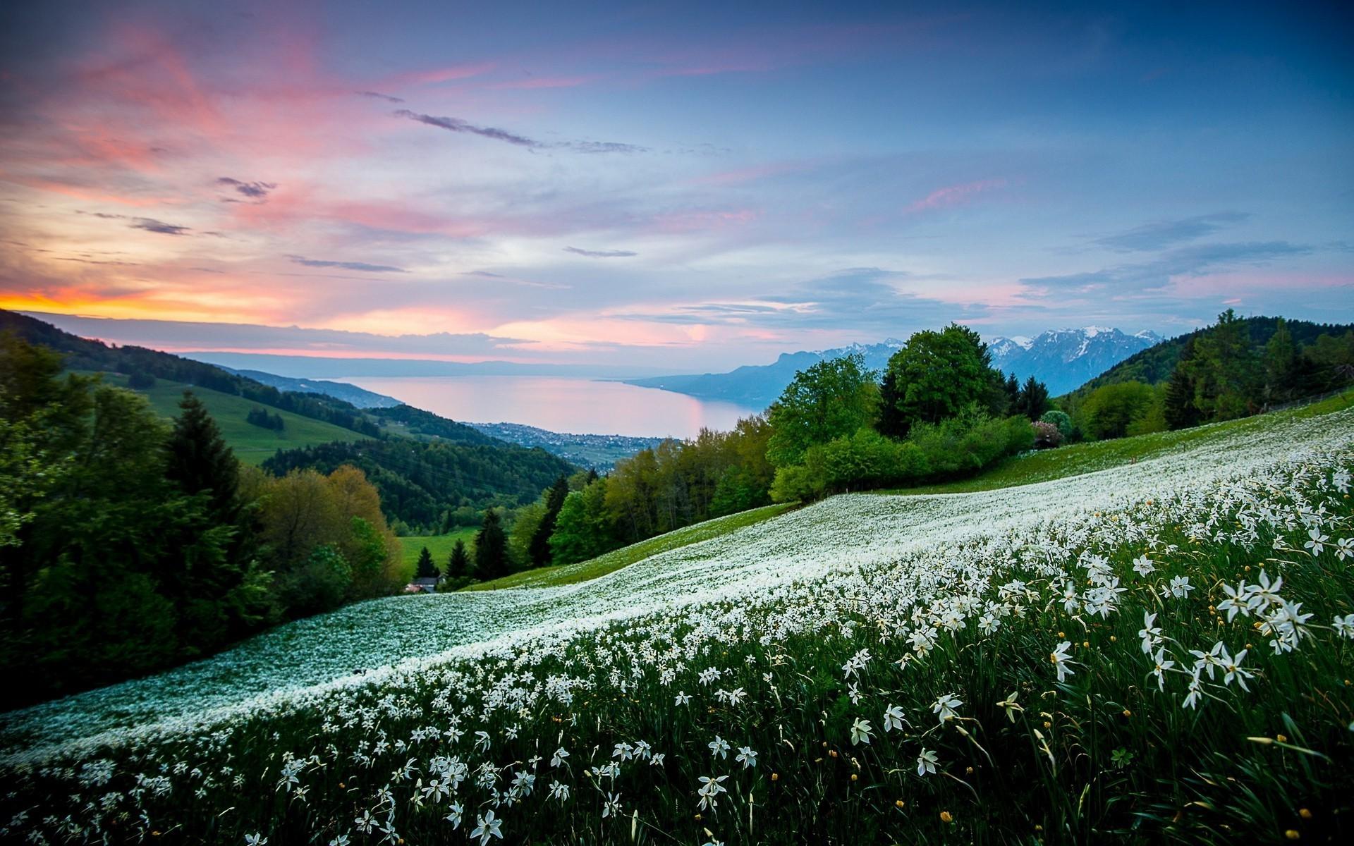1920x1200 nature landscape field trees white flowers spring sunrise mountain sky bay sea shrubs Gallery HD Wallpaper