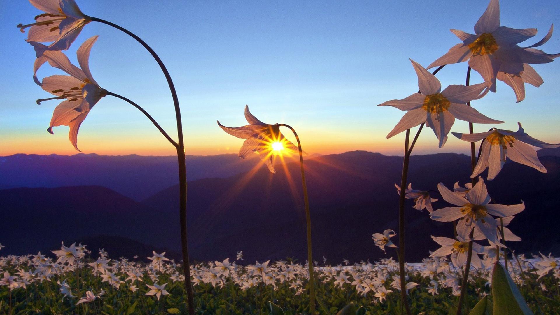 1920x1080 nature, Landscapes, Fields, Flowers, Plants, Mountains, Sky, Sunrise, Sunset, Sunlight, Sunbeam Wallpaper HD / Desktop and Mobile Background