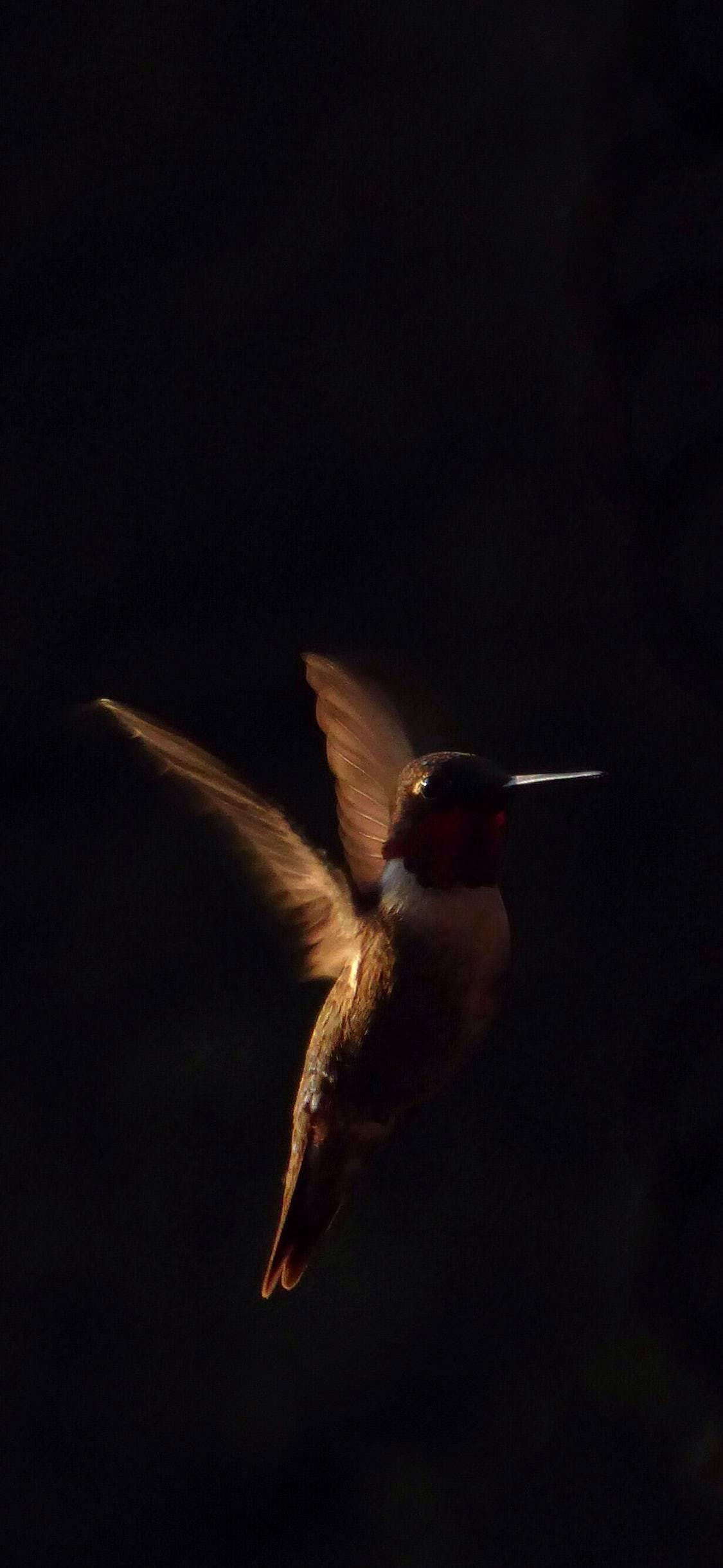 1125x2436 iPhone X wallpaper