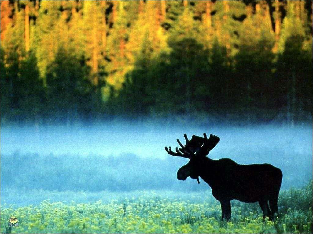 Moose Desktop Wallpapers - Top Free Moose Desktop Backgrounds ...