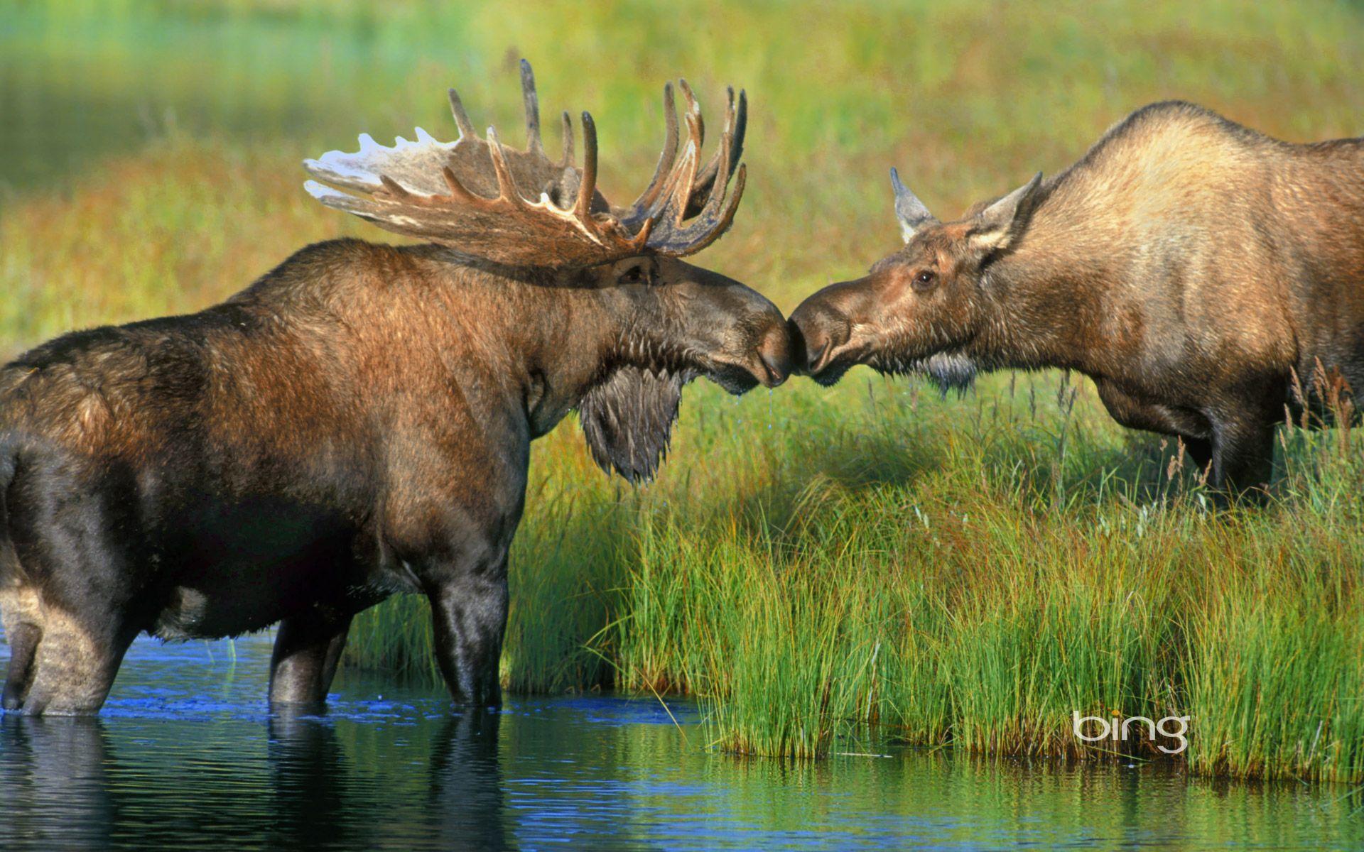 1920x1200 Moose HD Wallpaper