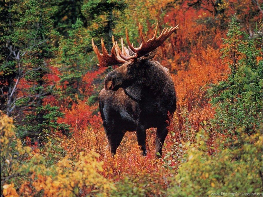 Moose Desktop Wallpapers - Top Free Moose Desktop Backgrounds ...