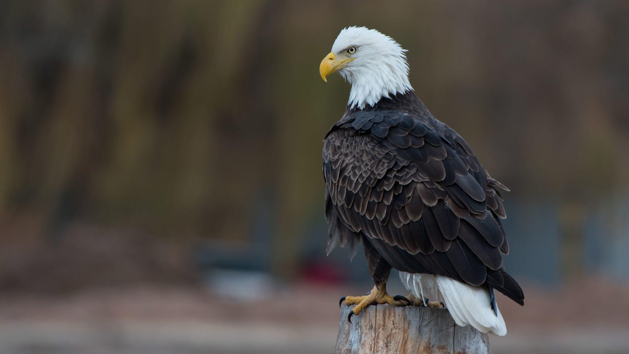 2560x1440 Eagle Wallpaper