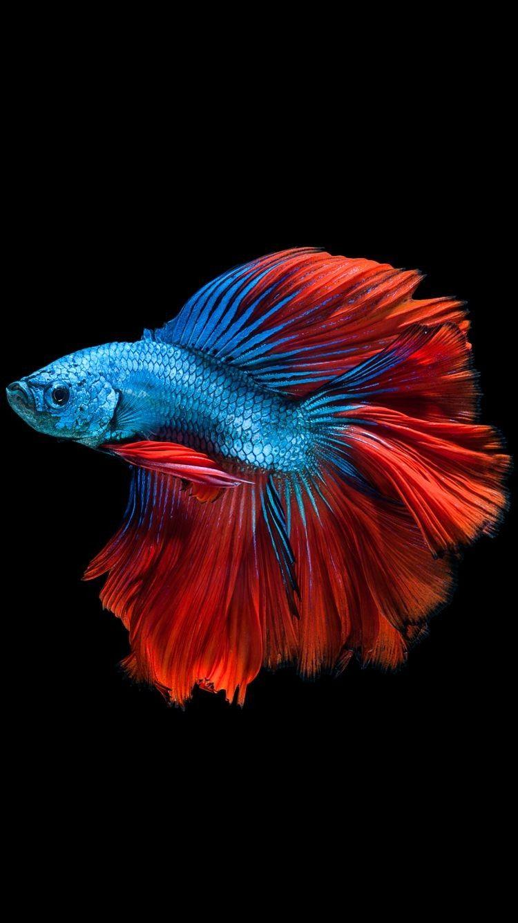 750x1334 Cute Gold Fish Wallpaper Awesome Apple iPhone 6s Wallpaper with Blue
