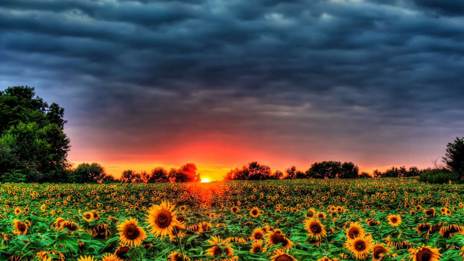 1500x844 The 12 Best Free Summer Wallpaper of 2023