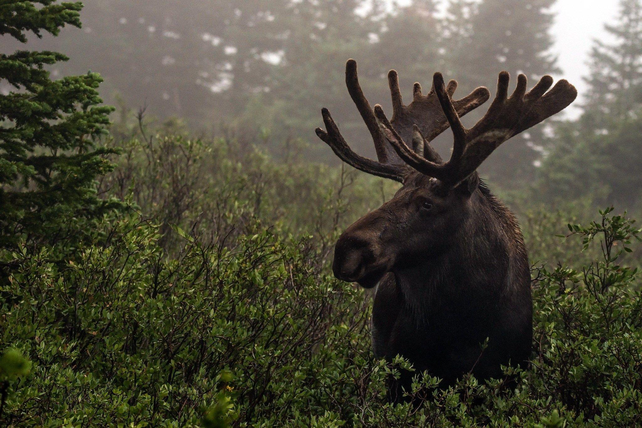 Moose Desktop Wallpapers - Top Free Moose Desktop Backgrounds ...