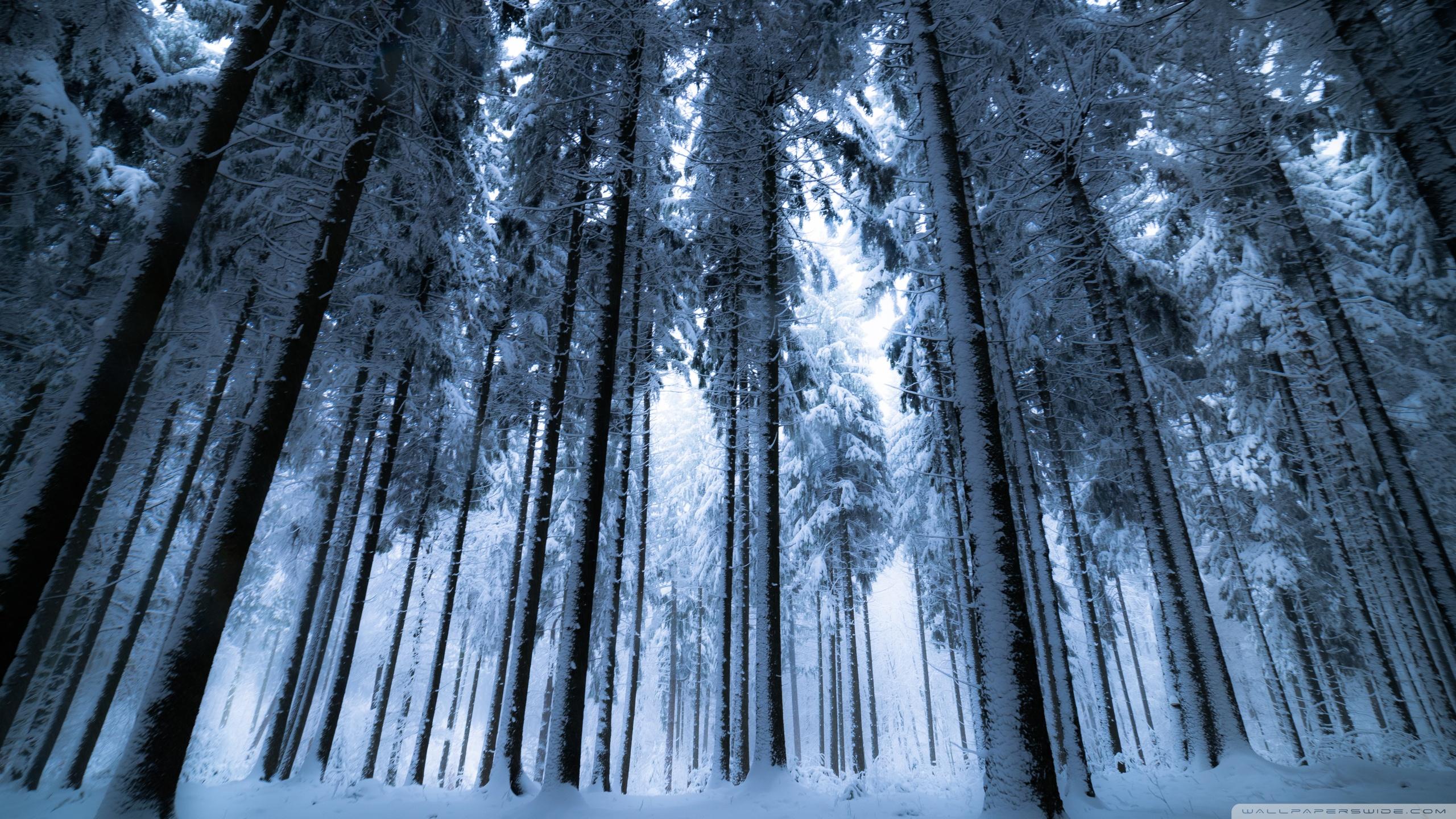 2560x1440 Deep Winter Forest Ultra HD Desktop Background Wallpaper for 4K UHD TV : Widescreen & UltraWide Desktop & Laptop : Tablet