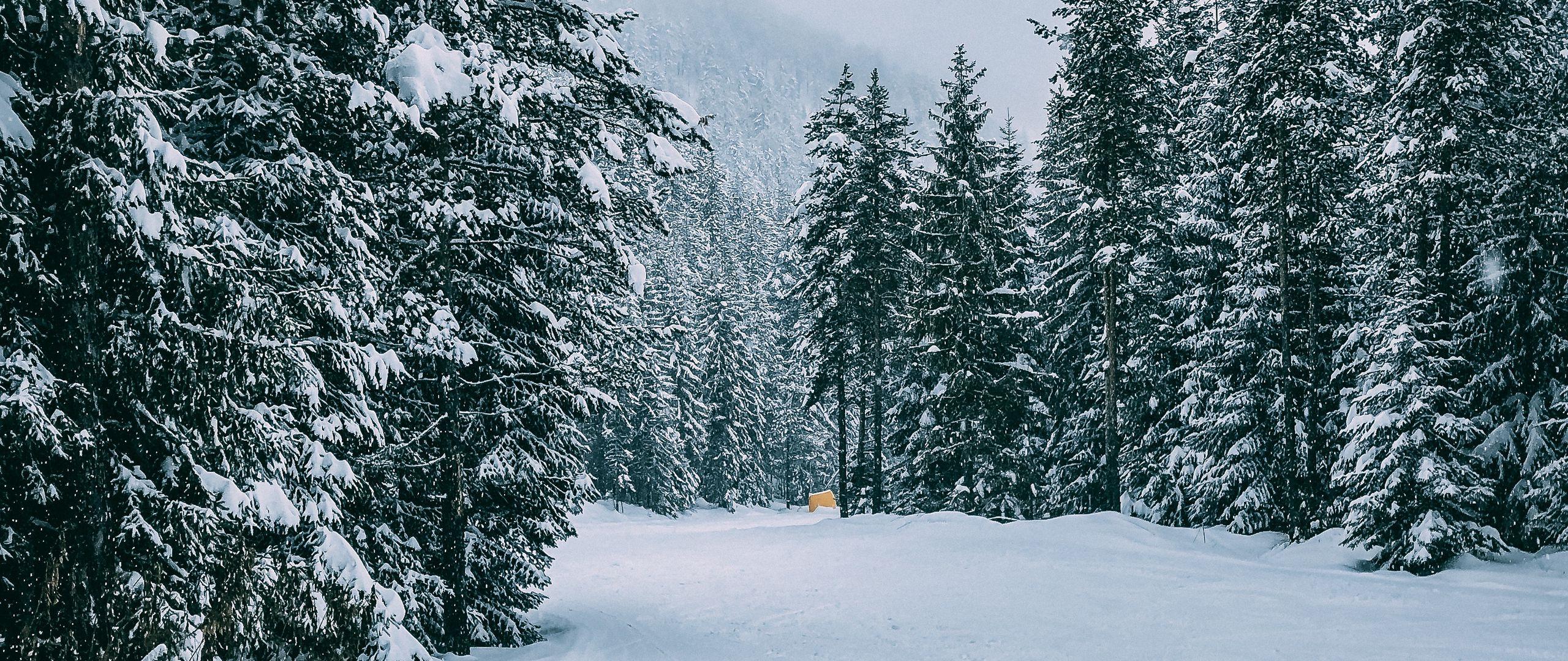2560x1080 Download wallpaper 2560x1080 winter, forest, snow, trees, road, traces dual wide 1080p HD background