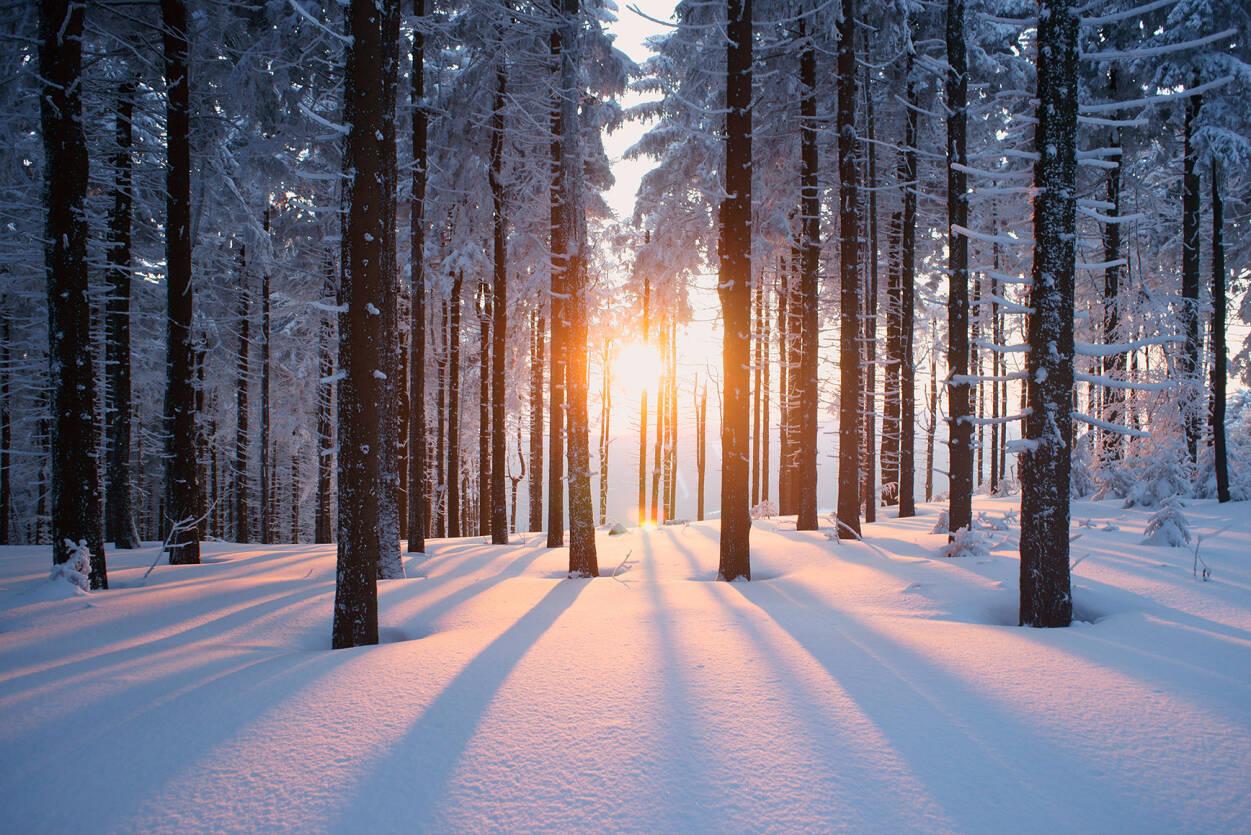 1251x835 Livingwalls Photo wallpaper «Winter Forest» 470641