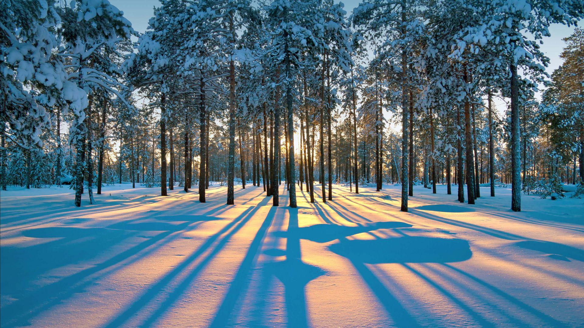 1920x1080 Wallpaper winter, forest, snow, trees, sunset, 4K, Nature