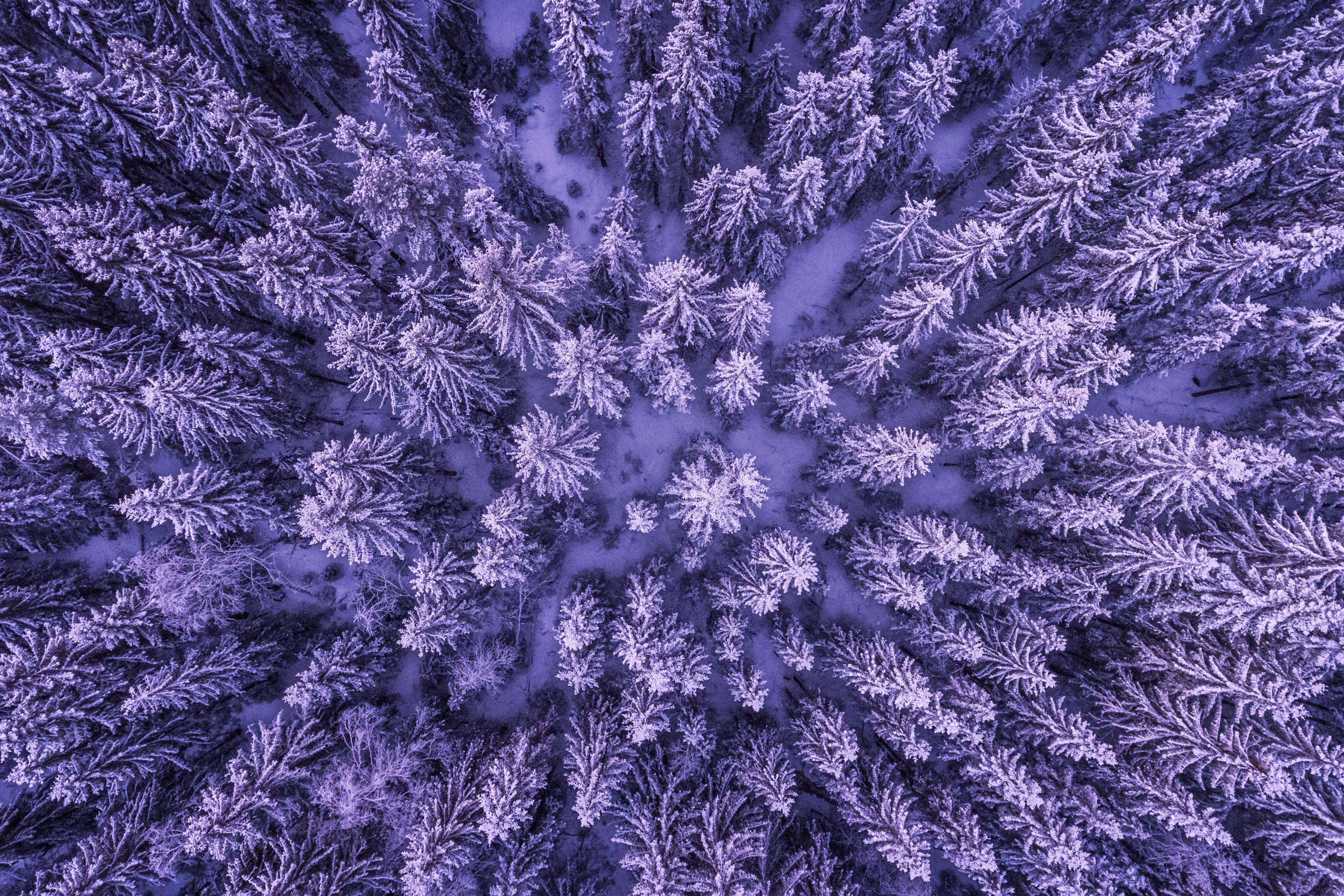 3362x2242 Winter Forest Royalty Free And Image
