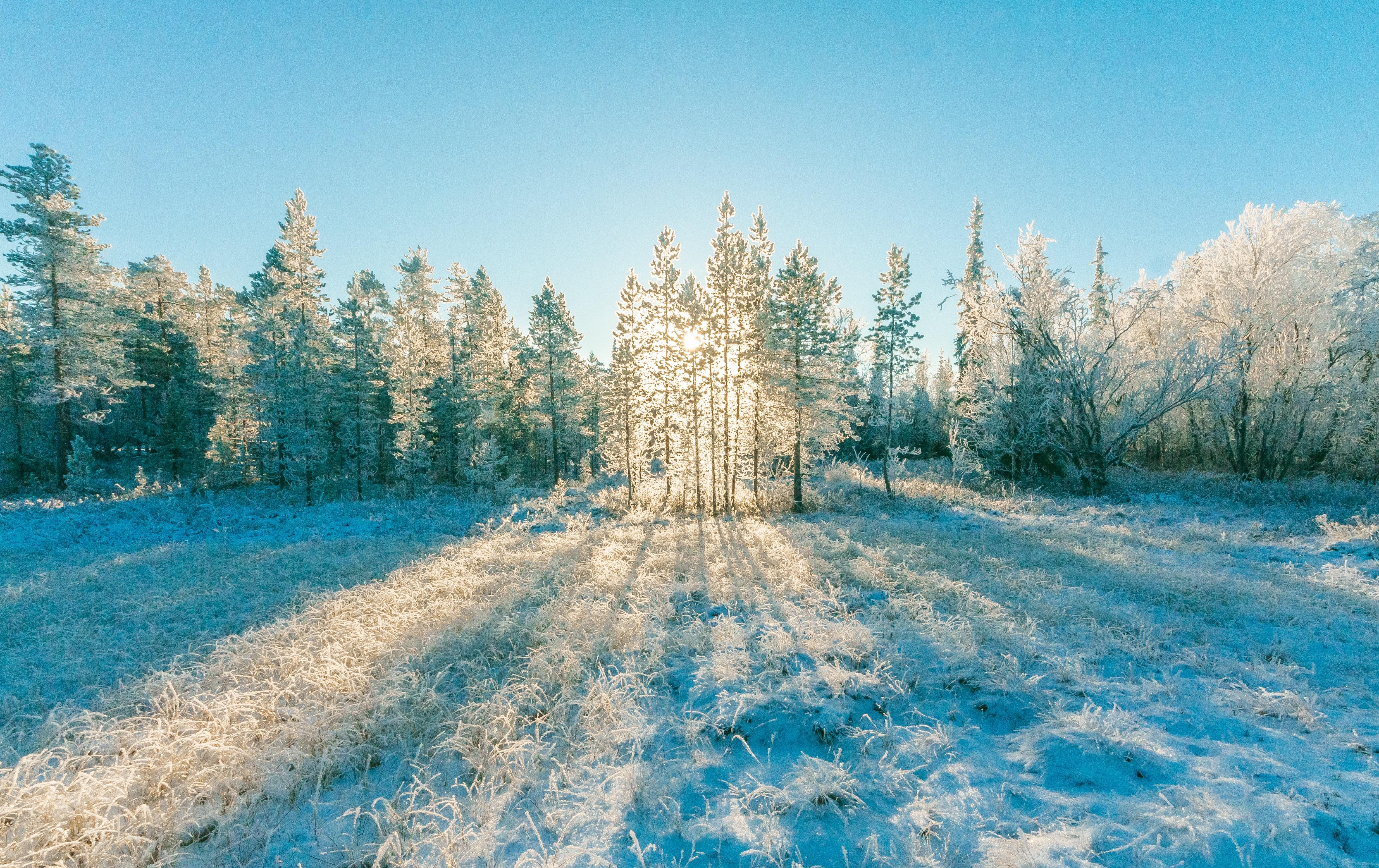 4938x3109 Winter Forest Photo, Download Free Winter Forest & HD Image