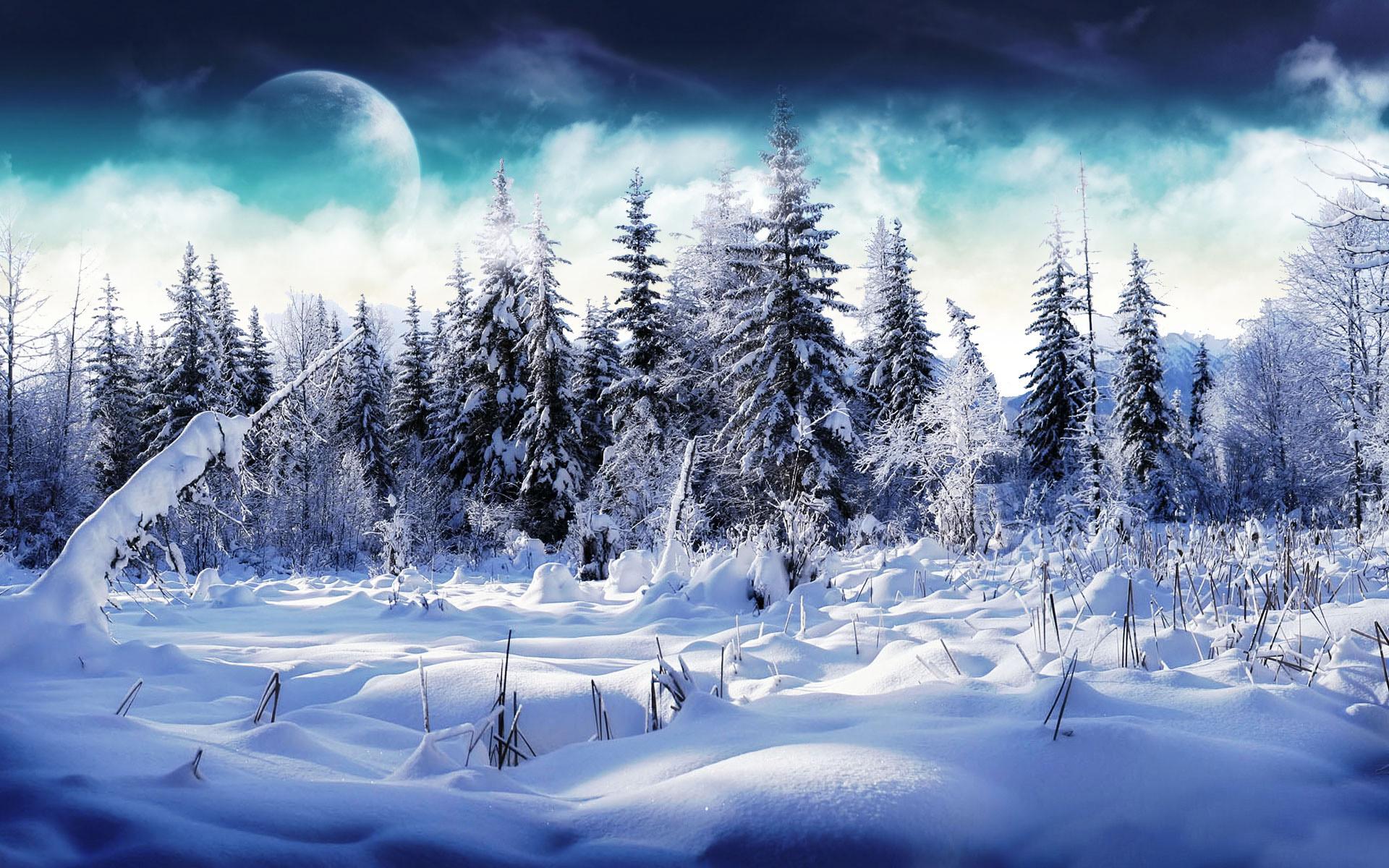 1920x1200 Winter Forest Desktop wallpaper 1920x1200