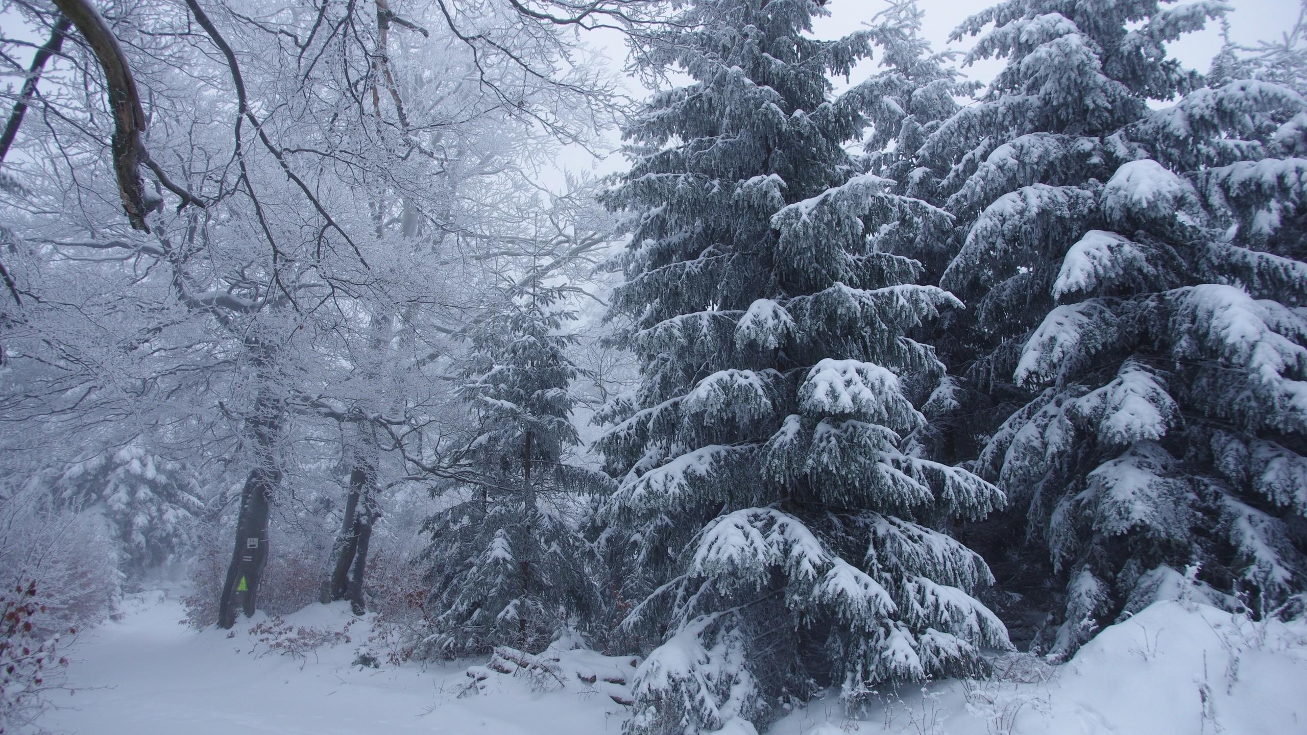 2560x1440 Winter Forest Desktop