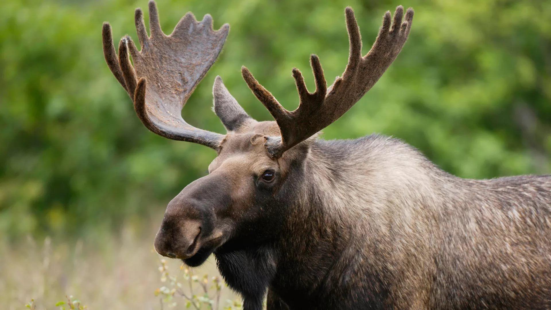 Moose Desktop Wallpapers - Top Free Moose Desktop Backgrounds ...