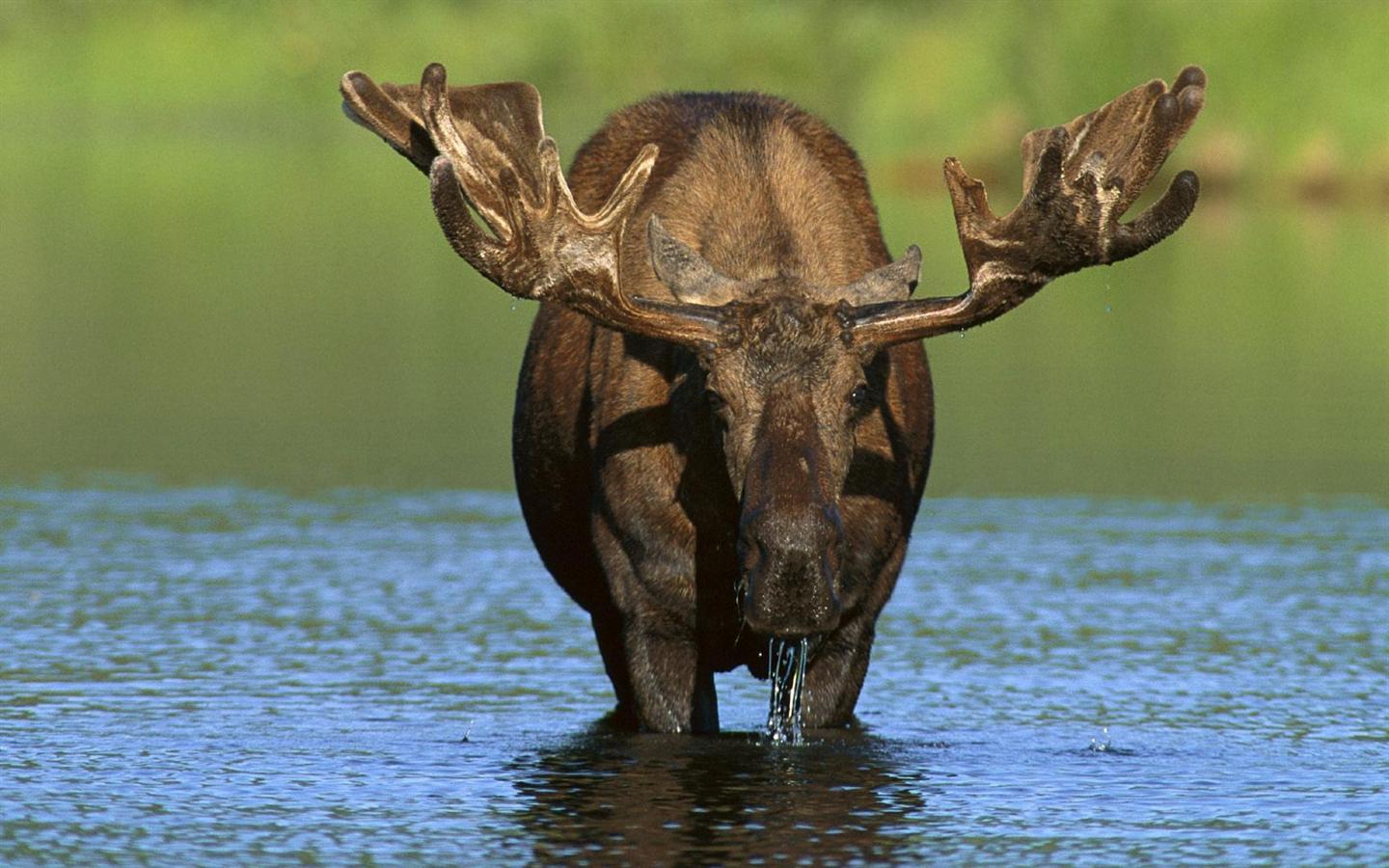 Moose Desktop Wallpapers - Top Free Moose Desktop Backgrounds ...