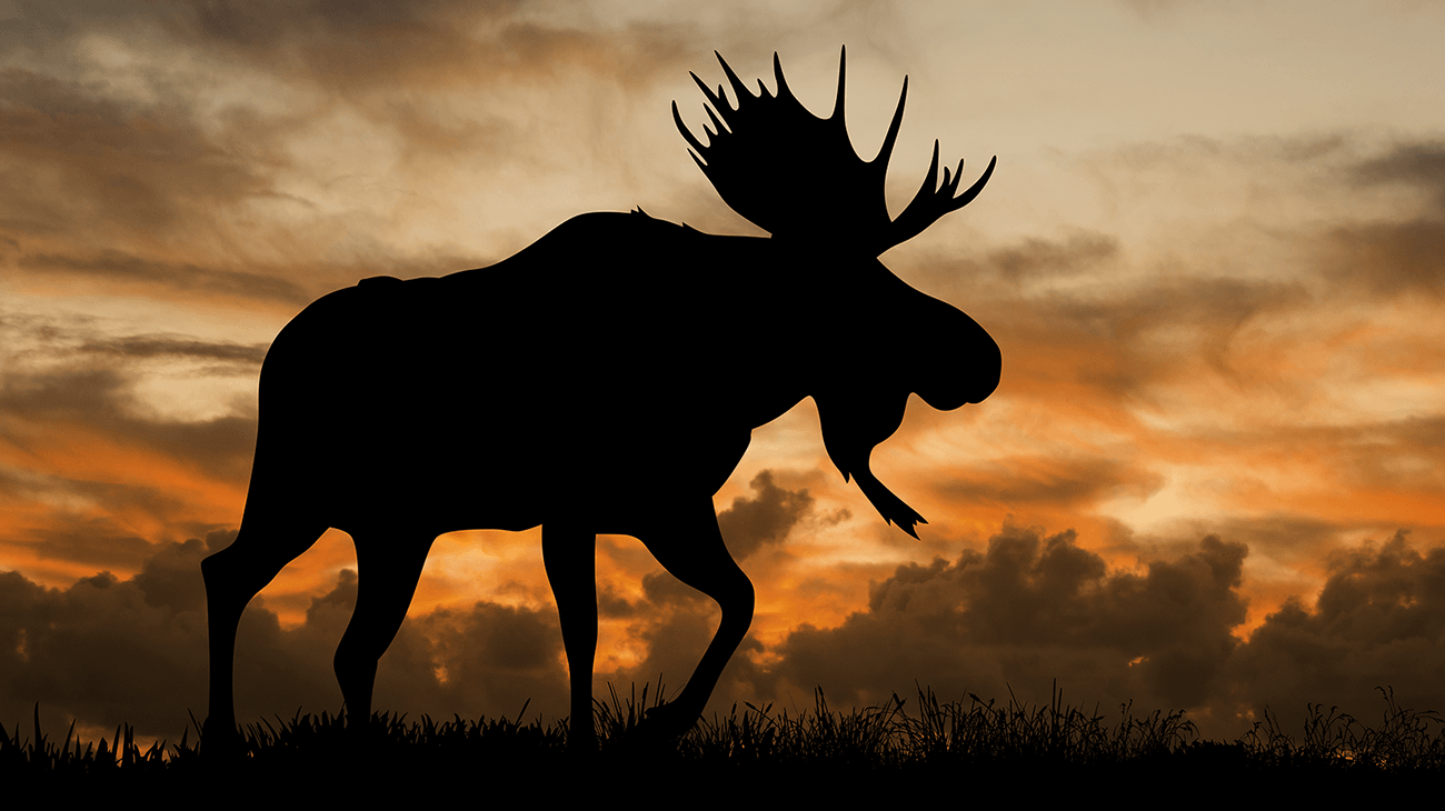 Moose Desktop Wallpapers - Top Free Moose Desktop Backgrounds