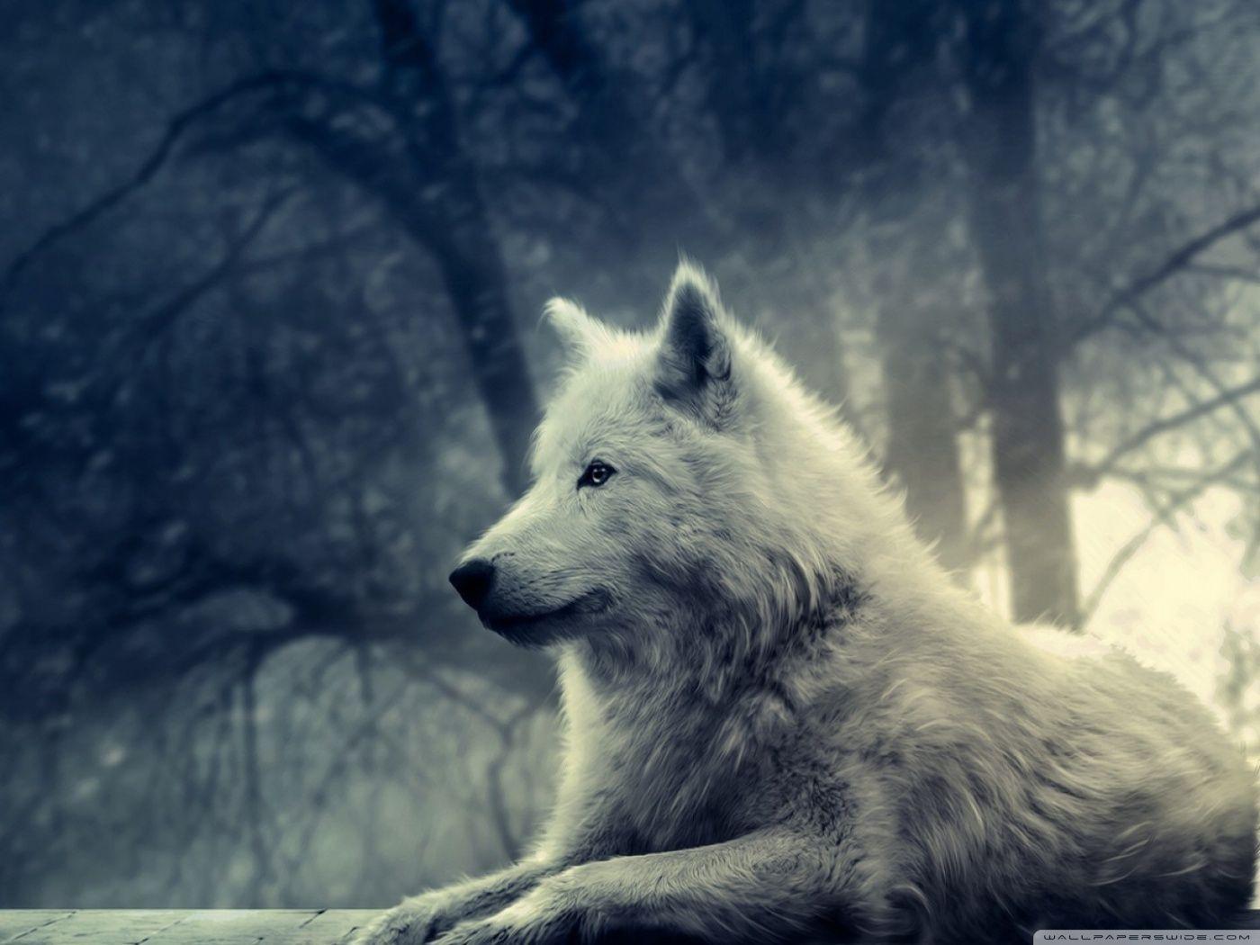 150 4K Wolf Wallpapers  Background Images