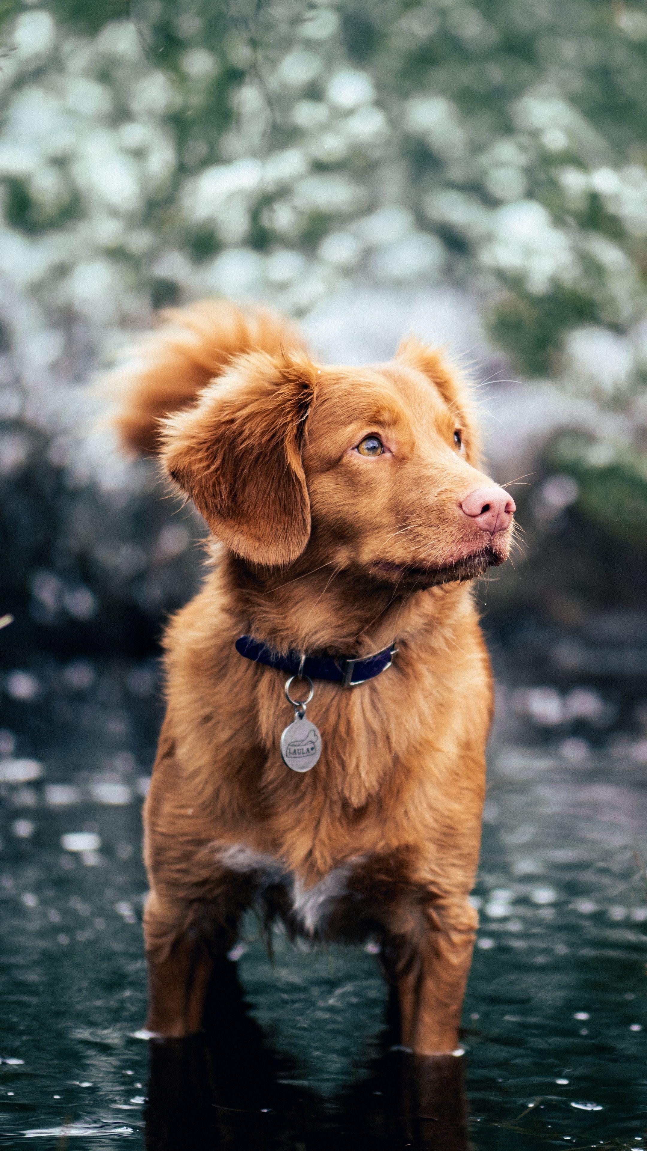2160x3840 Animals #dog #water #walk #wallpaper HD 4k background for android