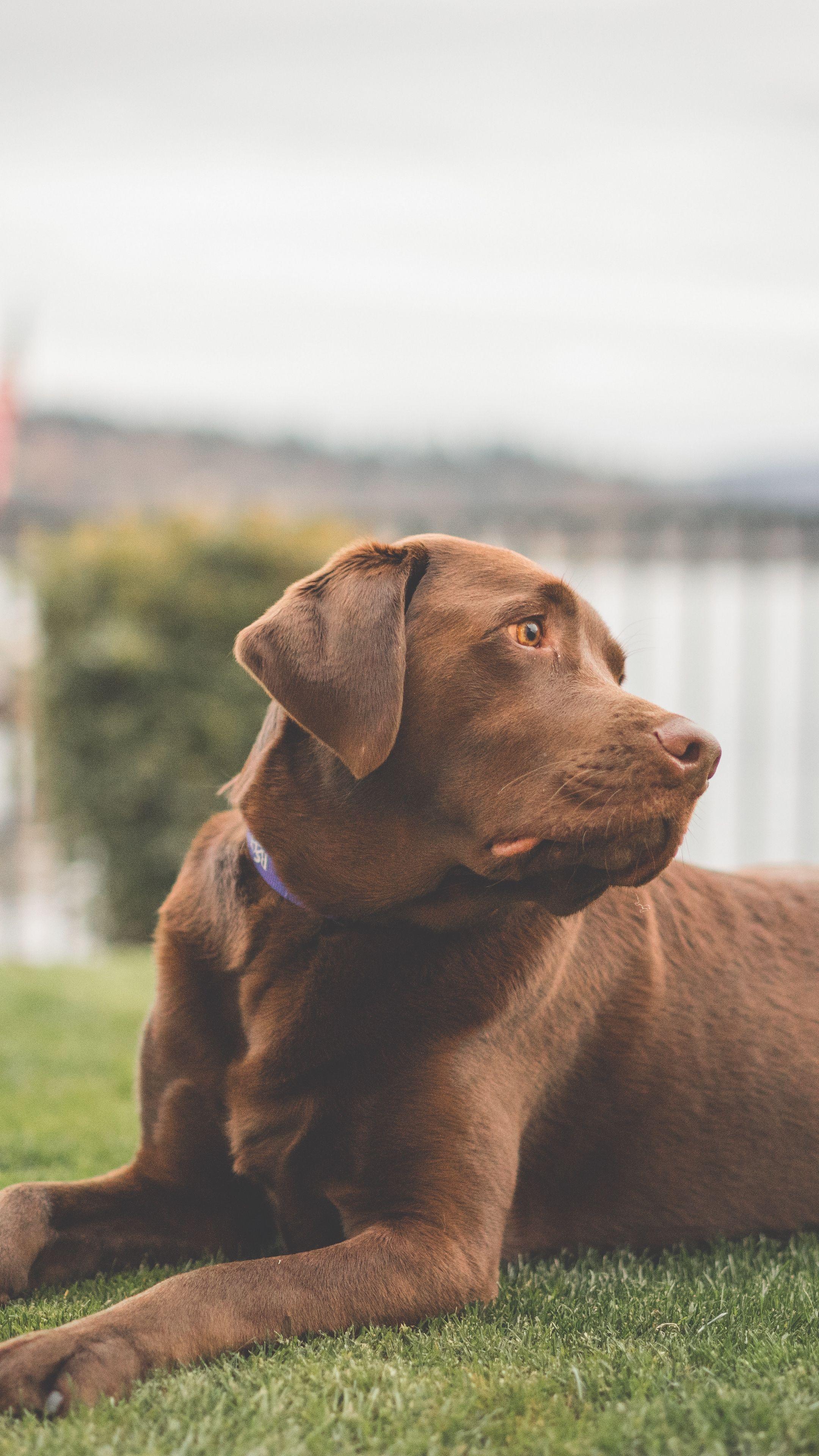 2160x3840 Animals #labrador, #dog, #lies #wallpaper HD 4k background