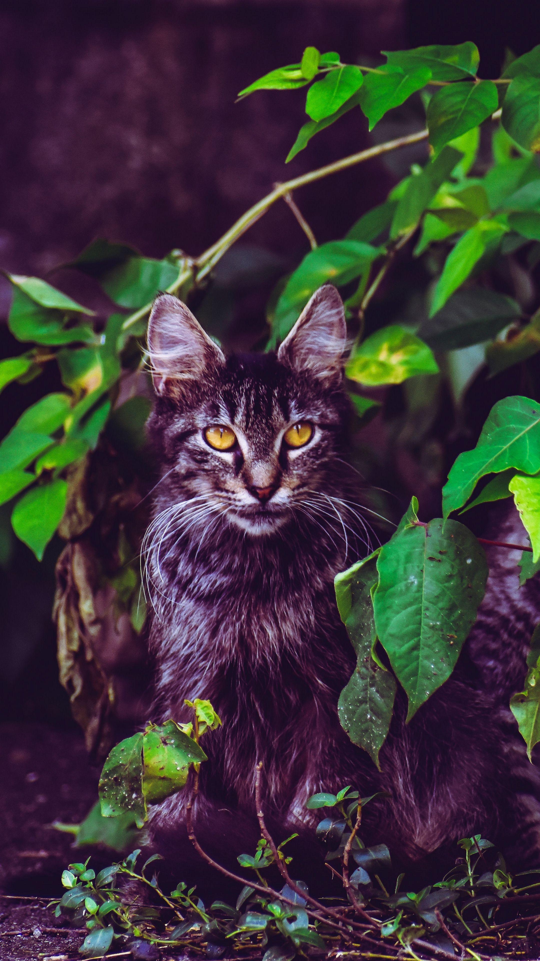 2160x3840 Animals #cat #foliage #furry #wallpaper HD 4k background