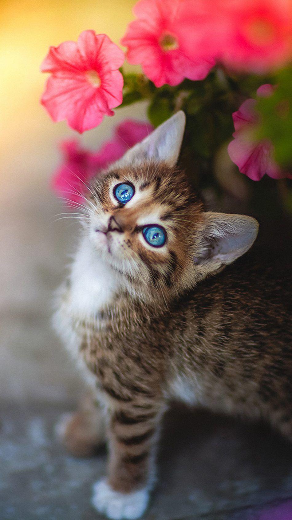950x1689 Cute Kitten Blue Eyes Flower. Animal & Bird Wallpaper. Kittens