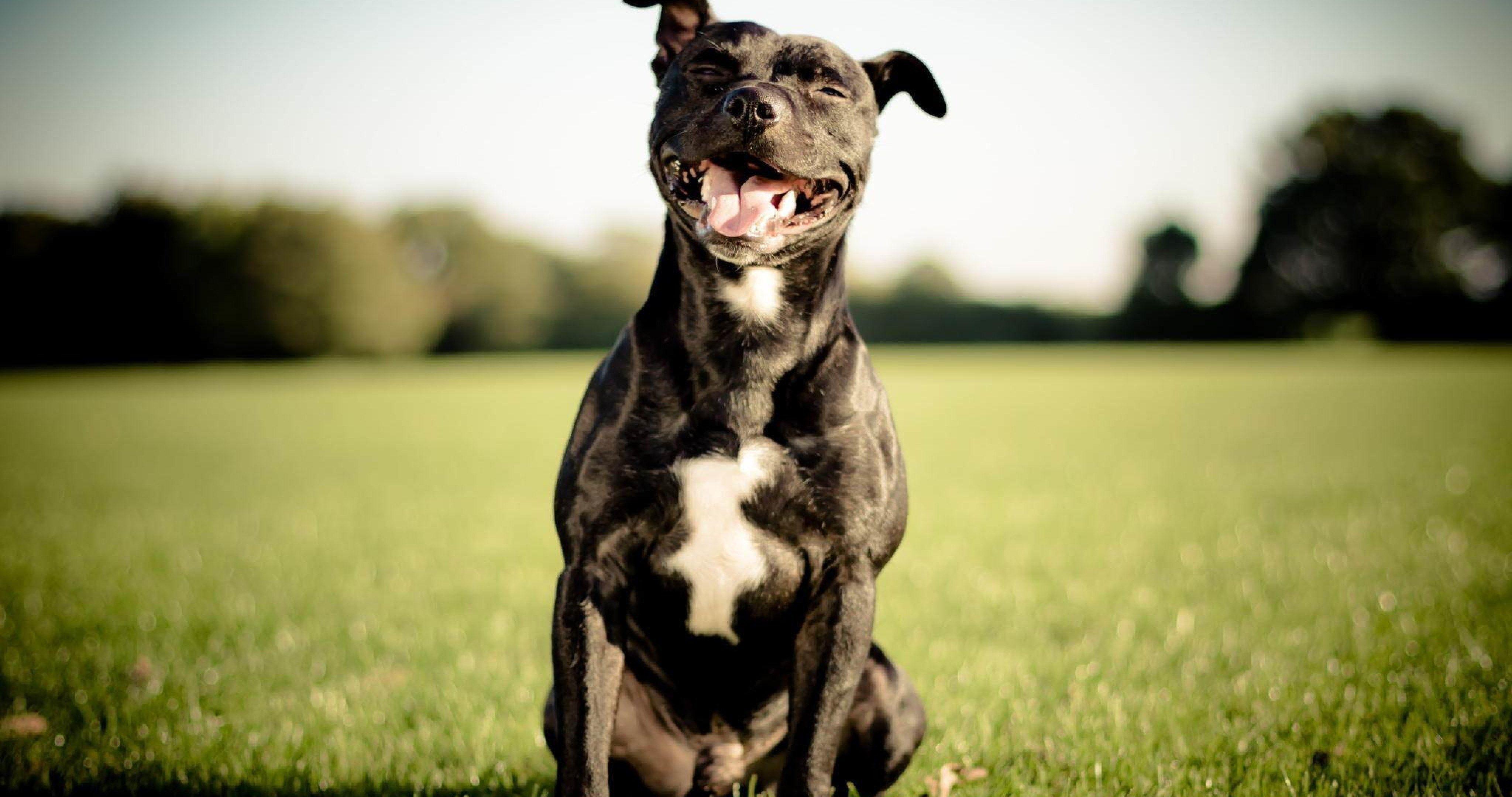 4096x2160 pit bull terrier 4k ultra HD wallpaper. ololoshenka
