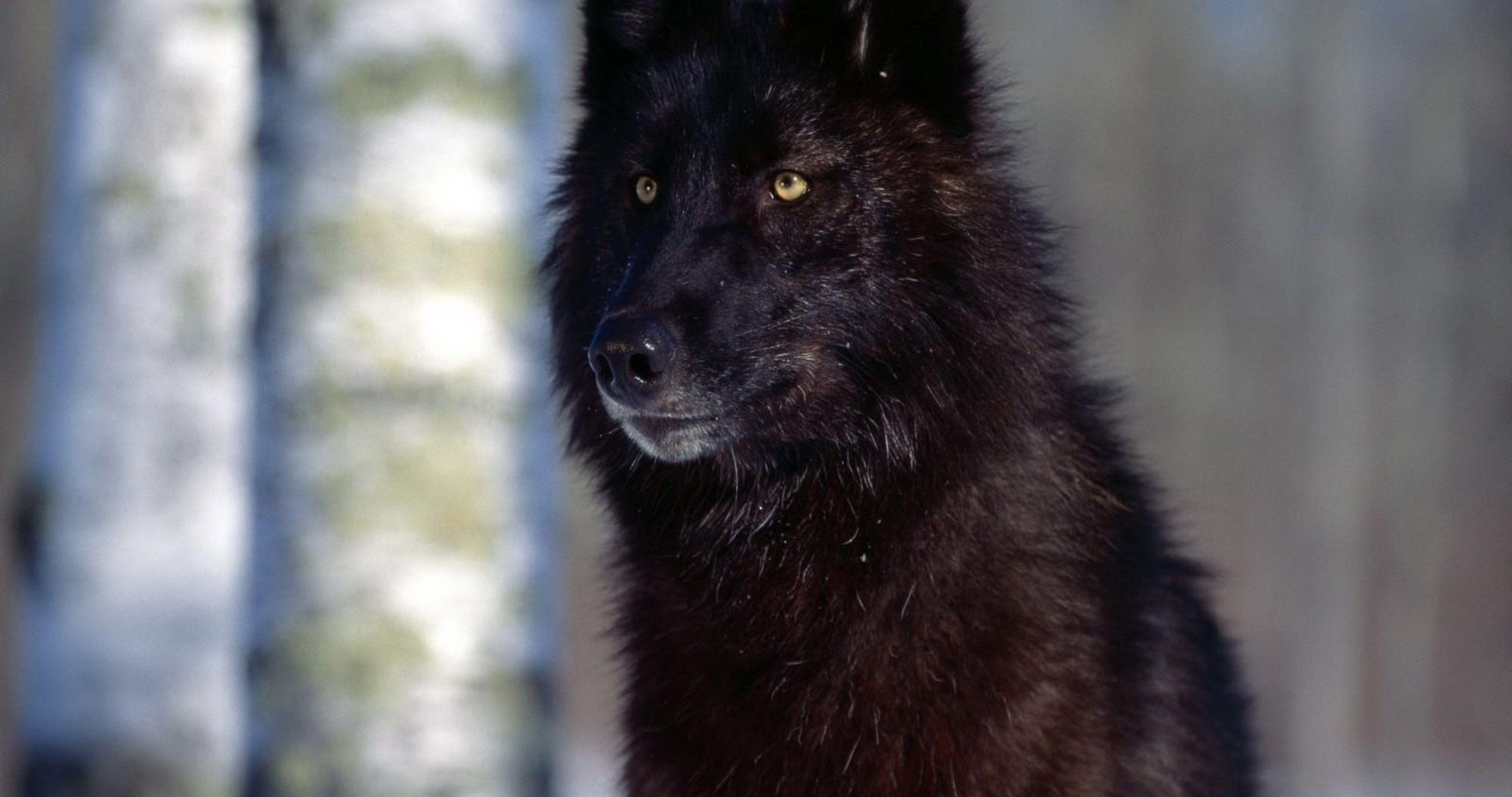 4096x2160 black wolf wallpaper HD 4k ultra HD wallpaper. Wolf with blue
