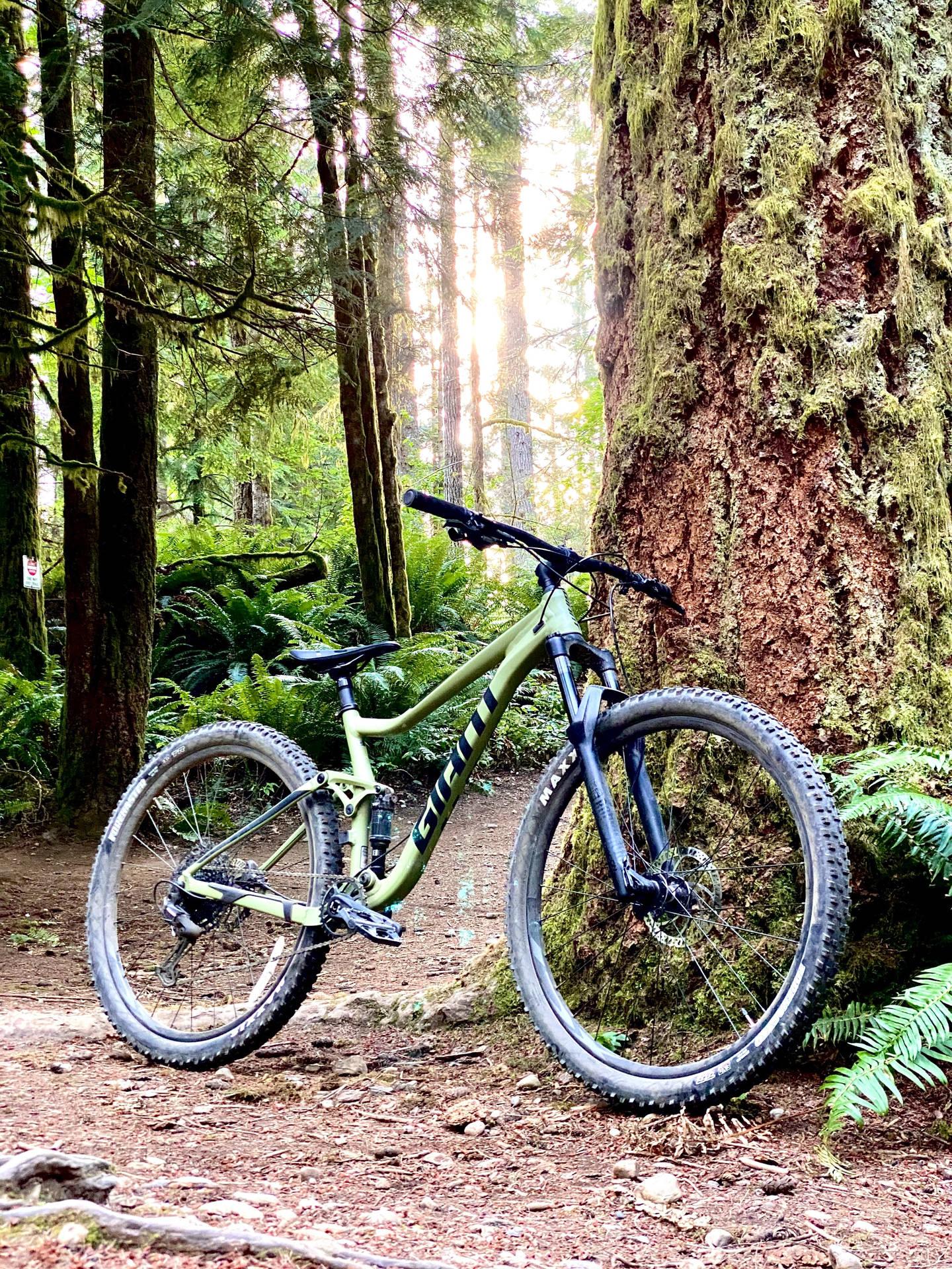 1440x1920 Mountain Bike Wallpaper & Background For FREE