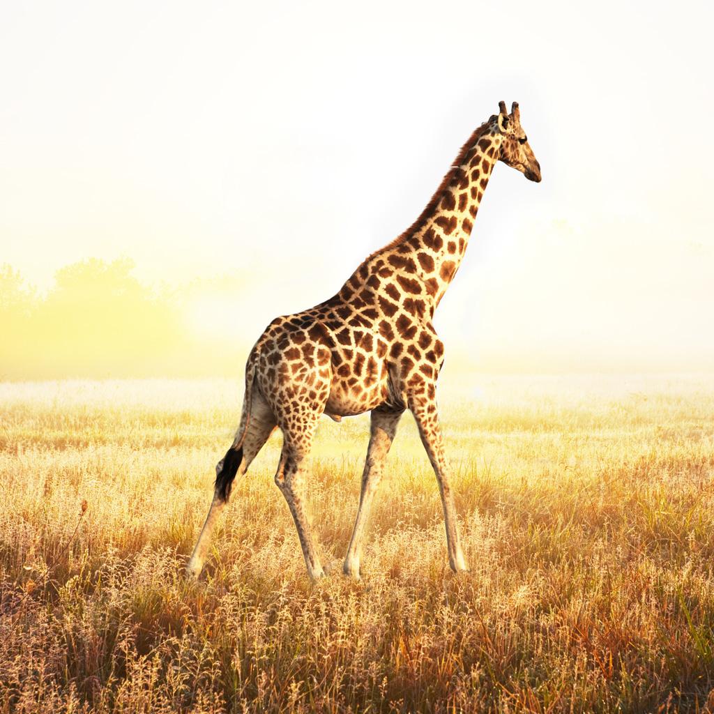 Cute Giraffe Wallpapers - Top Free Cute Giraffe Backgrounds