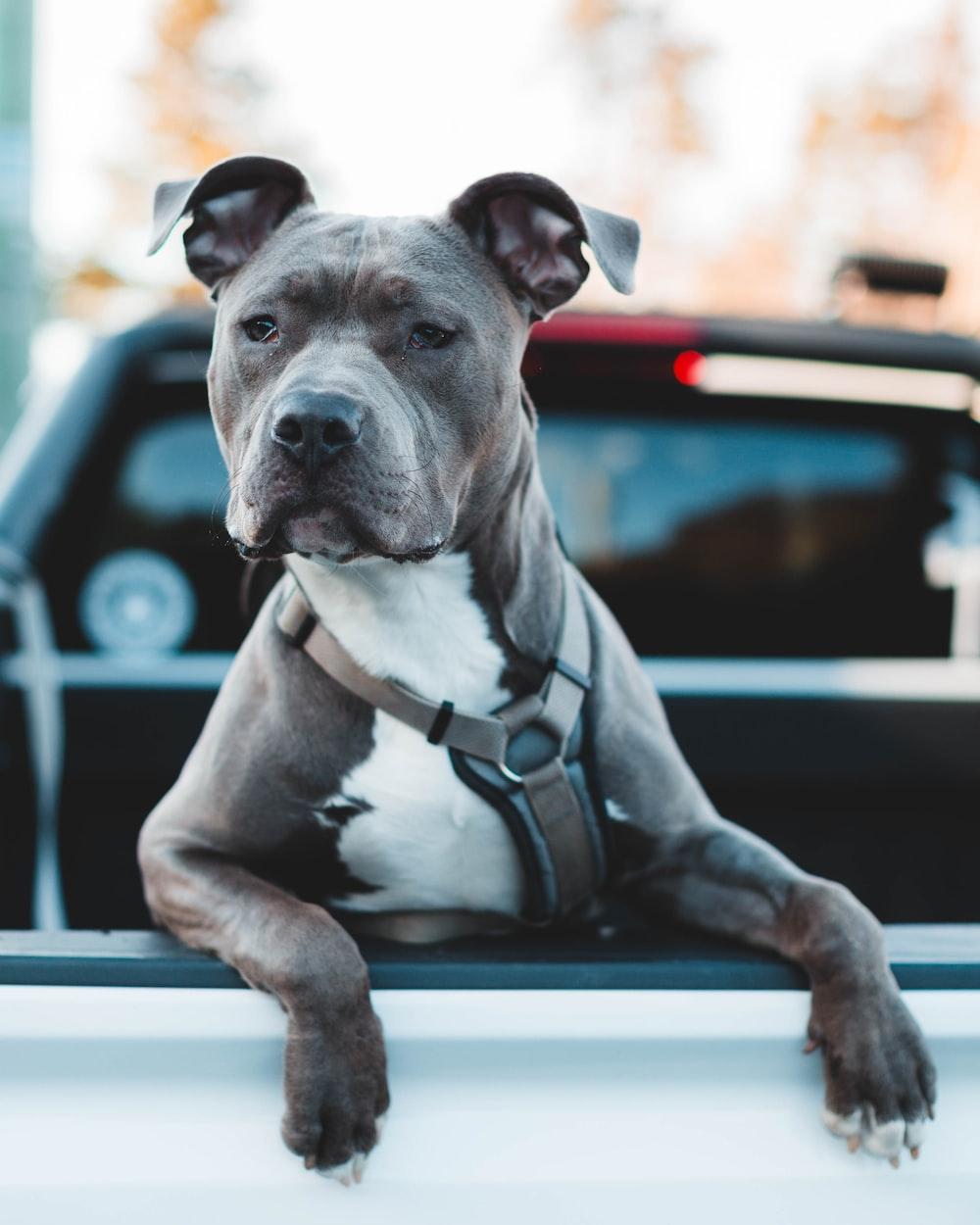 1000x1250 Pitbull Wallpaper: Free HD Download [HQ]