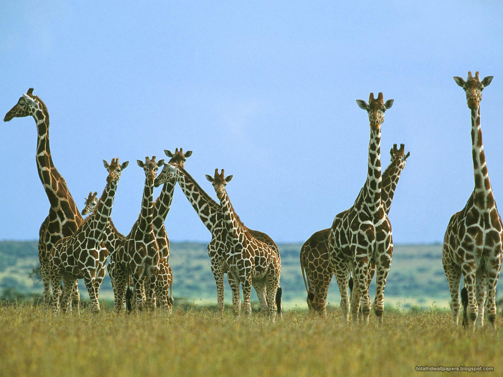 1600x1200 Giraffe wallpaper HD -I- Wallpaper Picture Photo