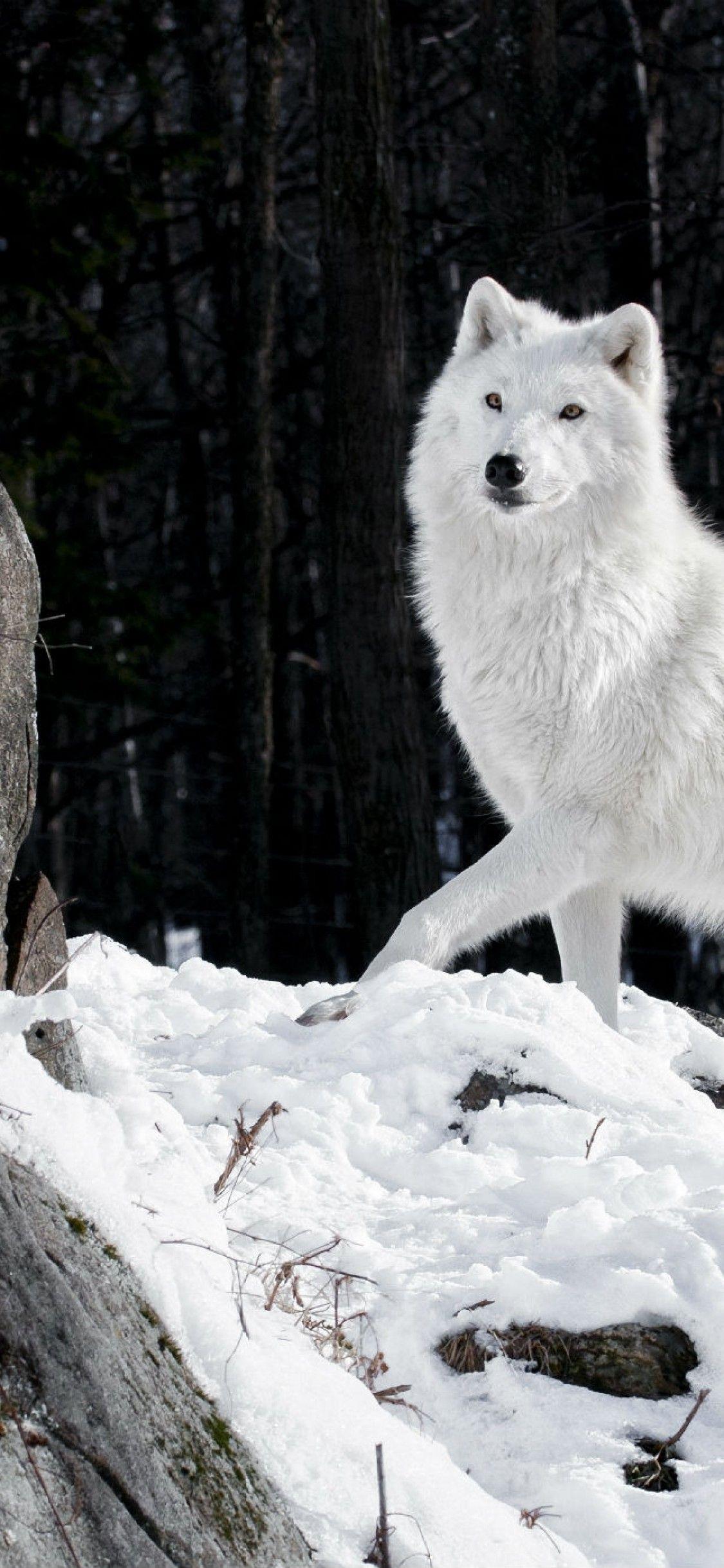 White Wolf iPhone Wallpapers - Top Free White Wolf iPhone Backgrounds