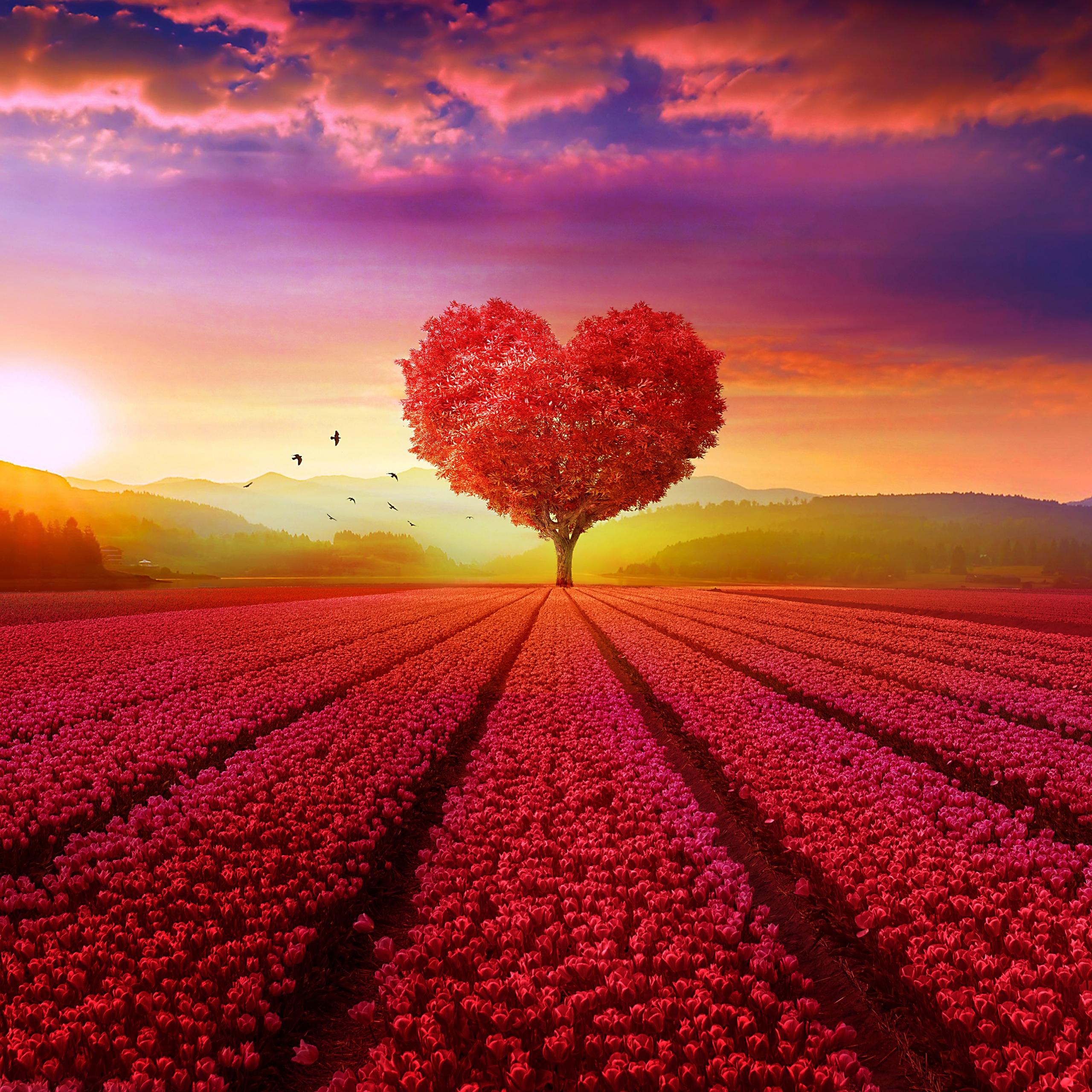 2560x2560 Heart tree Wallpaper 4K, Flower garden, Nature