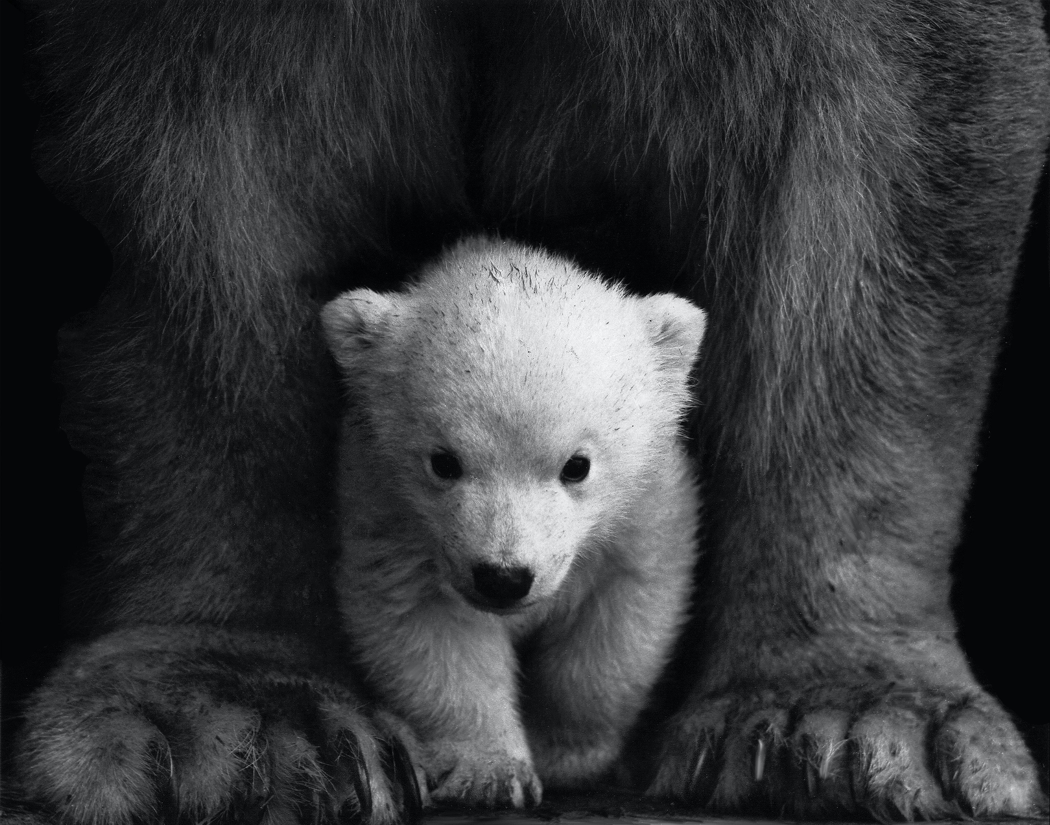 4200x3300 Black And White Bear Wallpaper