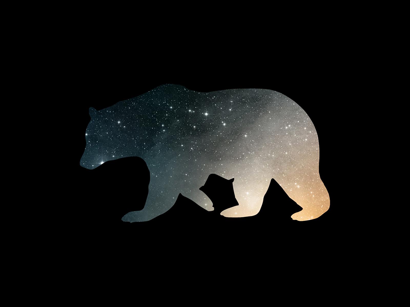 1600x1200 Black And White Bear Wallpaper