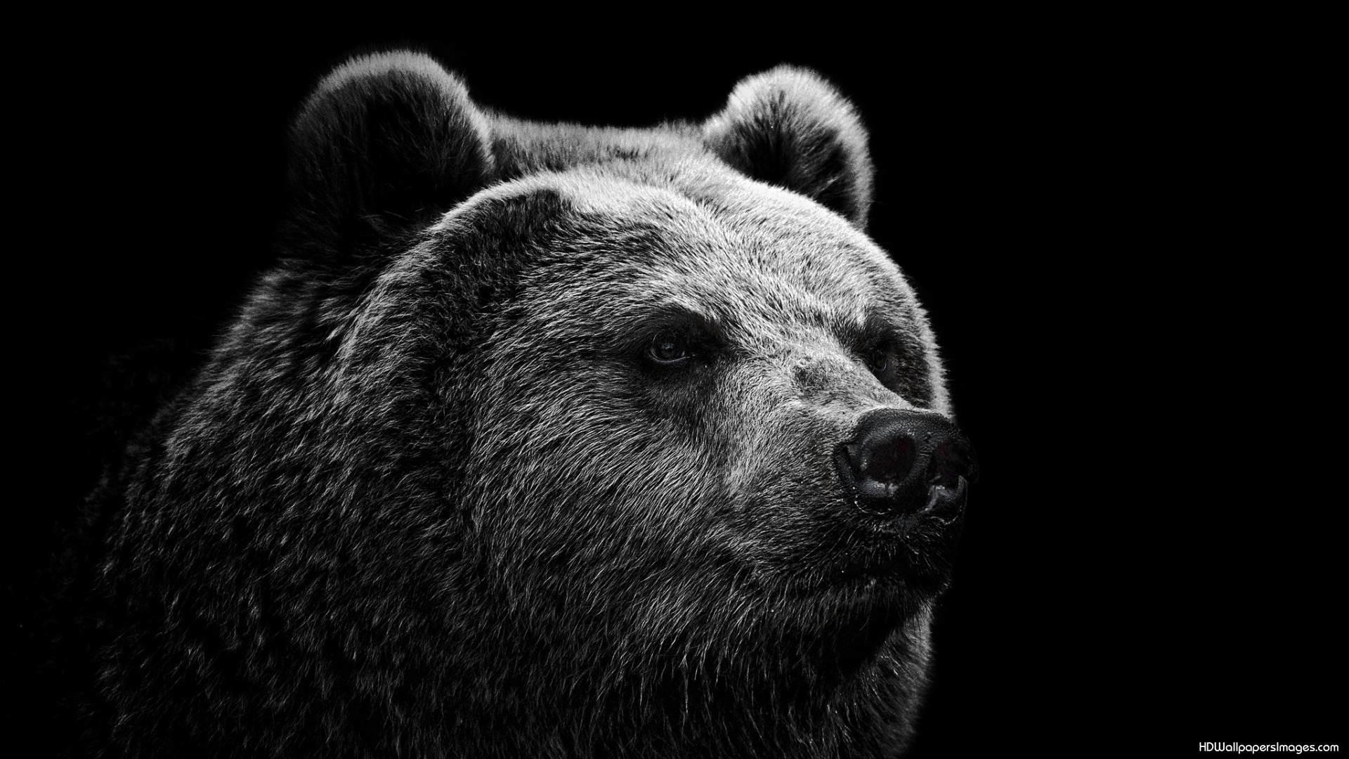1920x1080 Black Bear Wallpaper