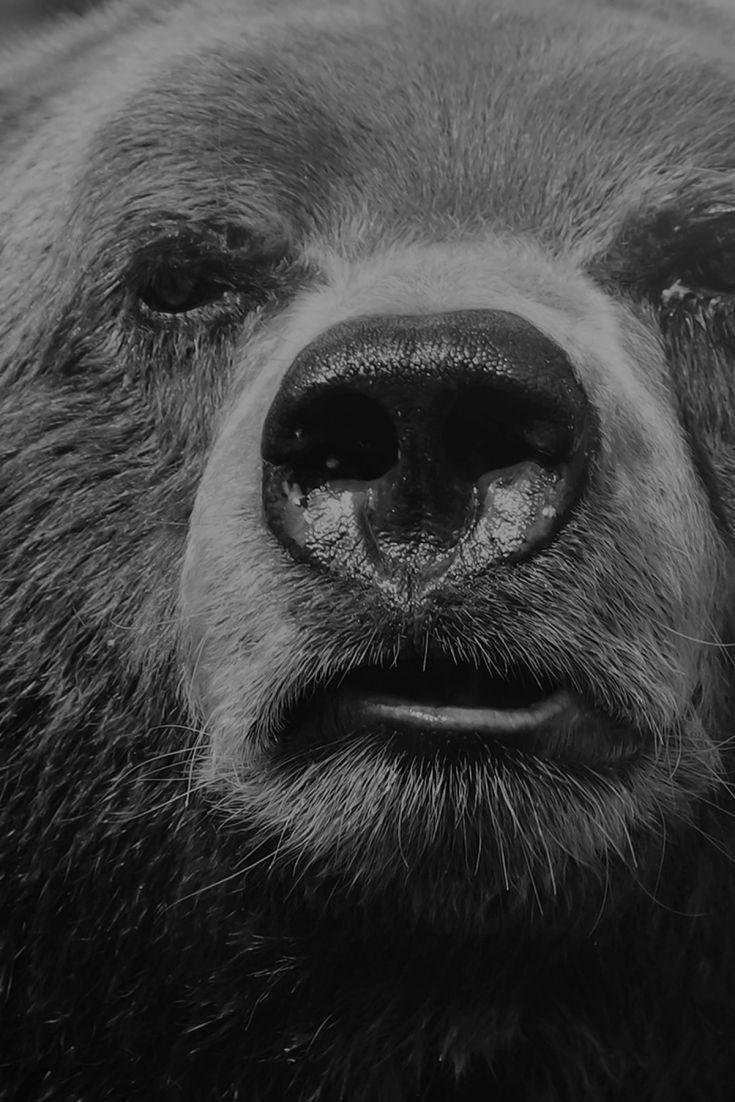 735x1102 Black And White Bear Face. White bear, Bear face, Bear