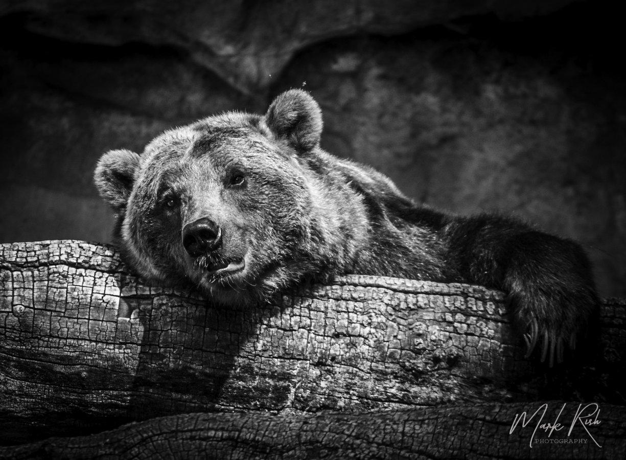 1225x900 Black & White bear in black and white