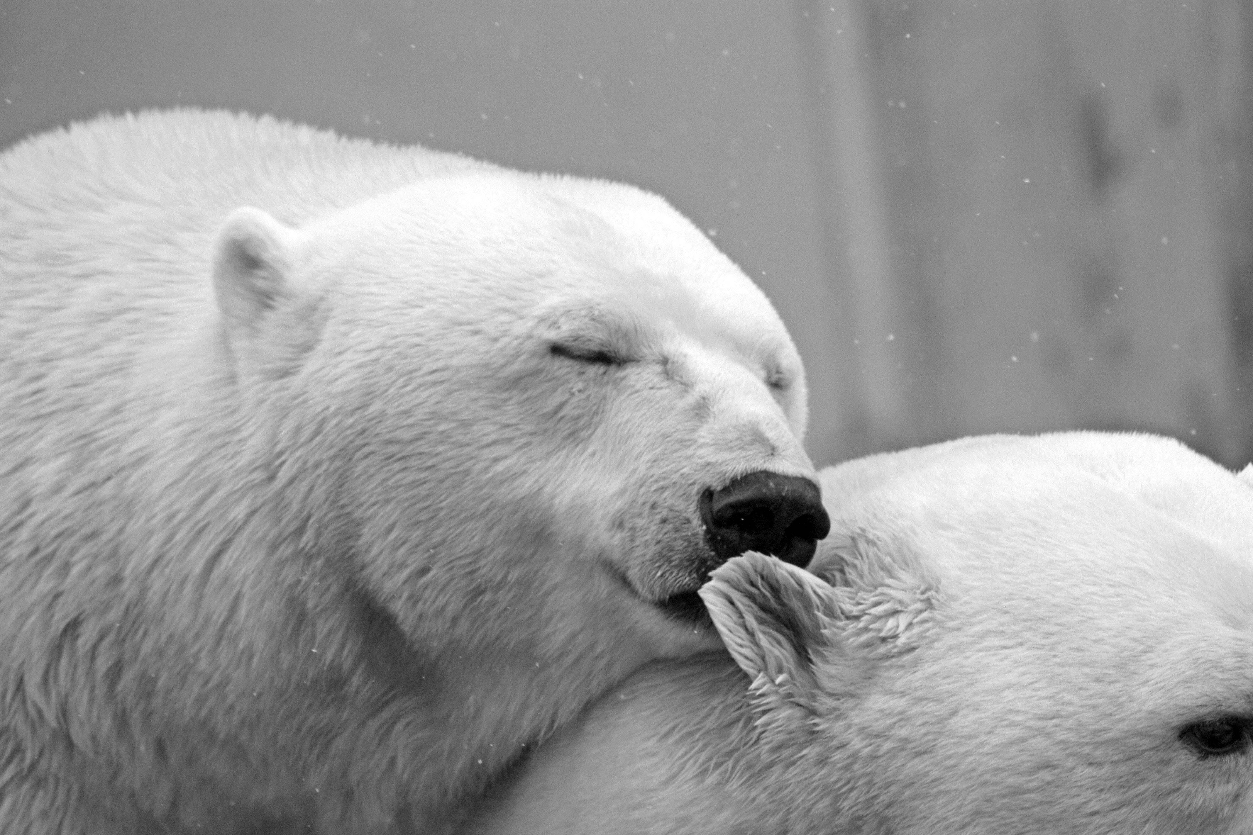 4272x2848 Polar Bear Photo, Download Free Polar Bear & HD Image