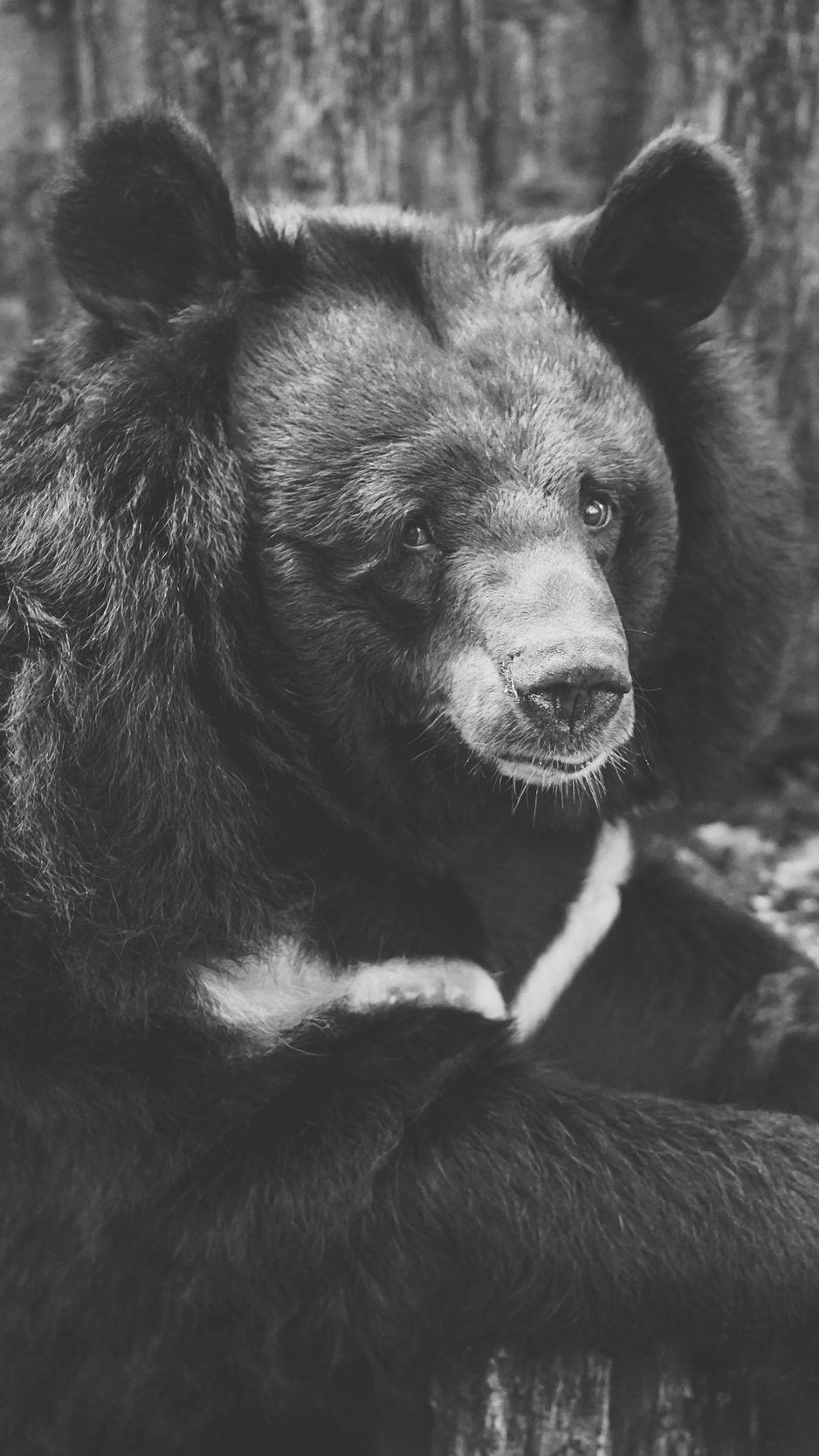 938x1668 Download Wallpaper 938x1668 Bear, Black, Sadness, Look, Bw Iphone 8 7 6s 6 For Parallax HD Background