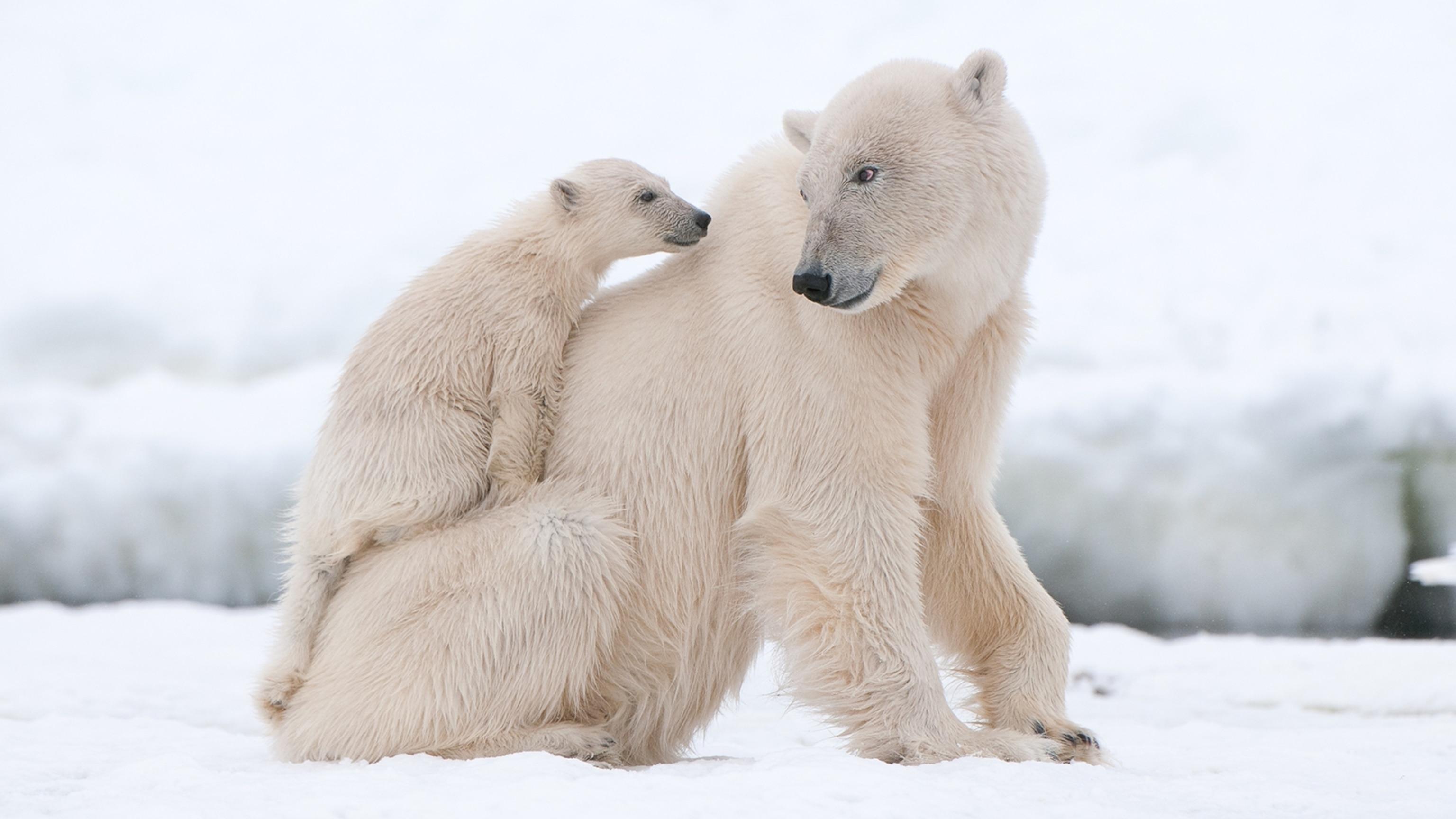 3072x1728 Polar Bear photo, facts